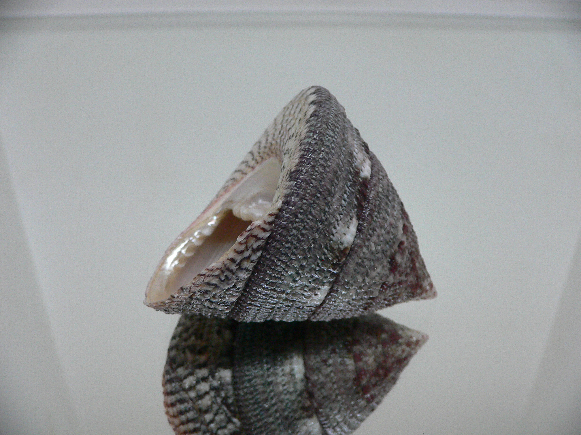 Trochus maculatus MOTLEY