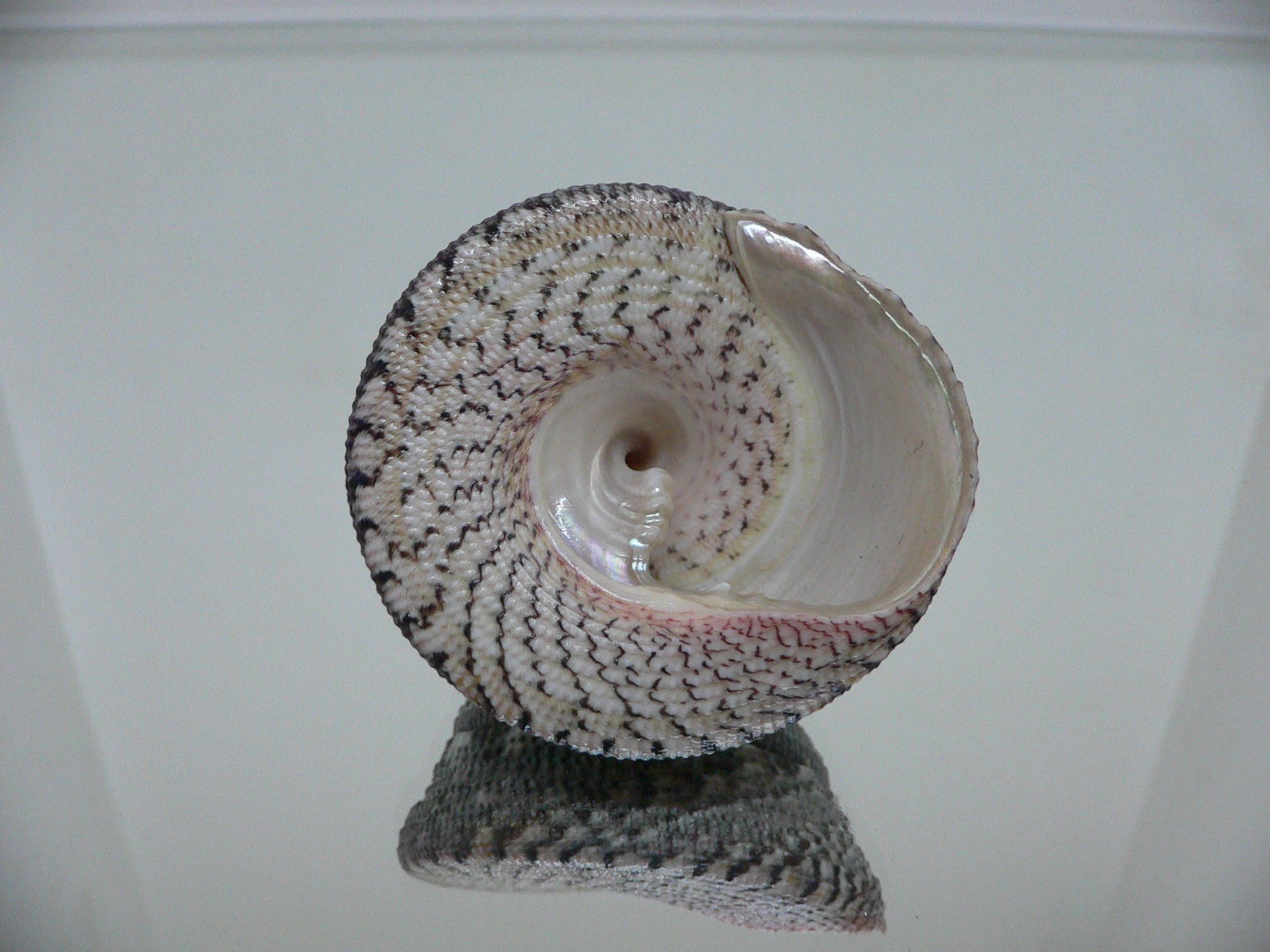 Trochus maculatus MOTLEY