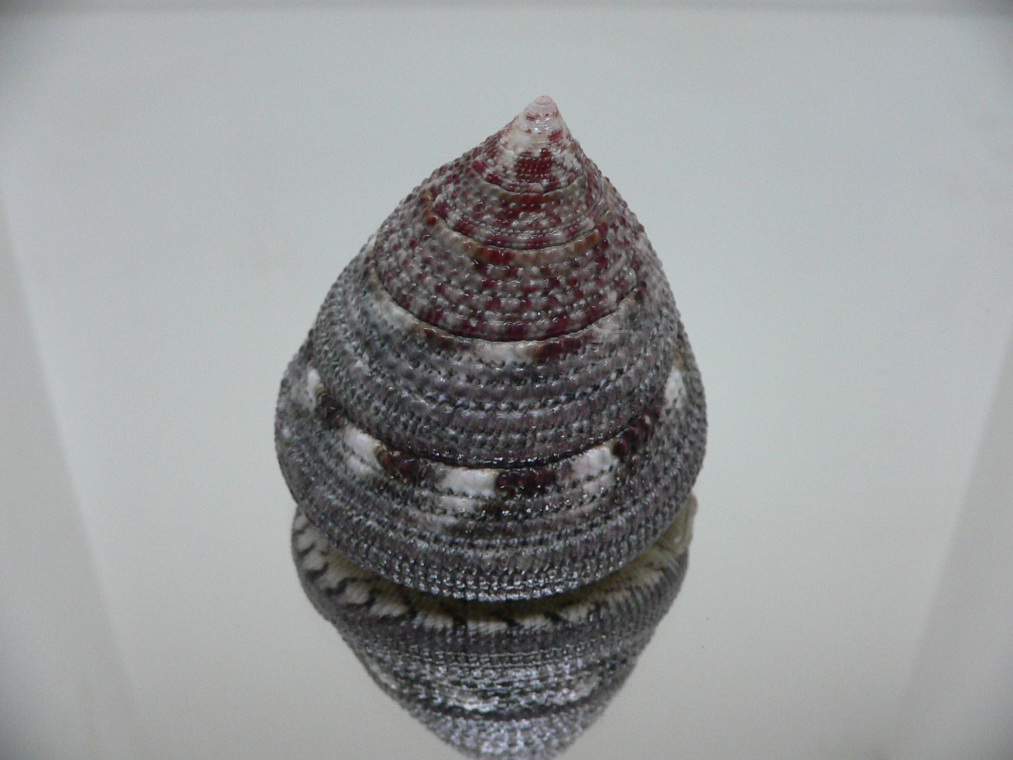 Trochus maculatus MOTLEY