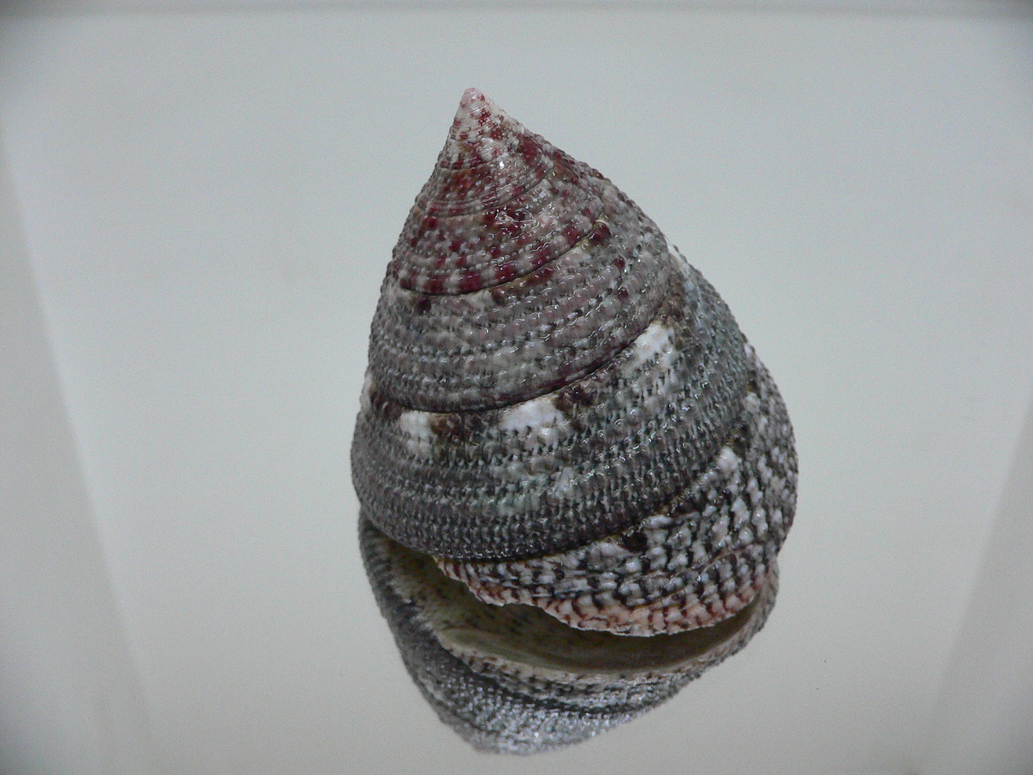 Trochus maculatus MOTLEY