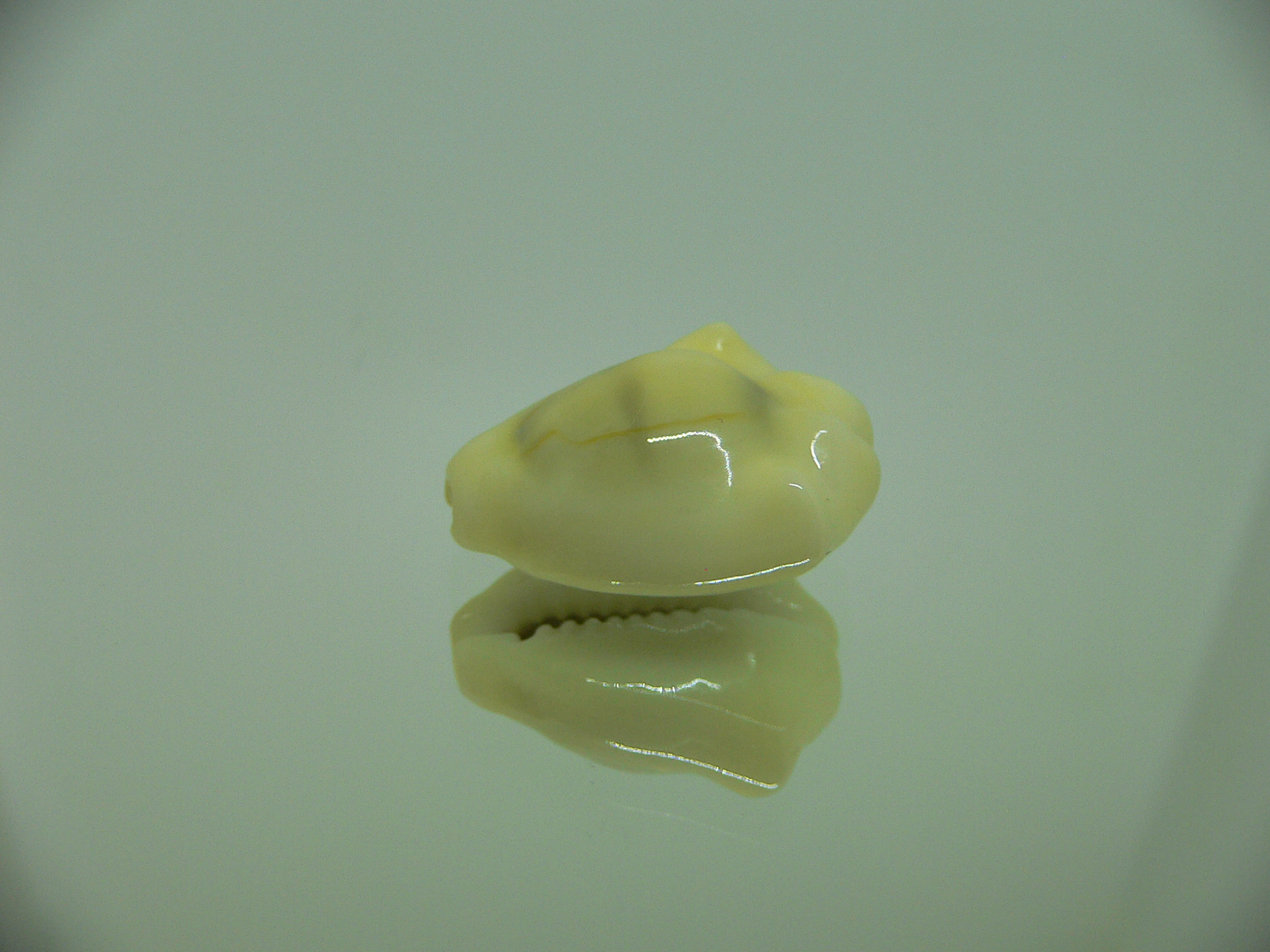 Cypraea moneta tuberculosa (var.) 8