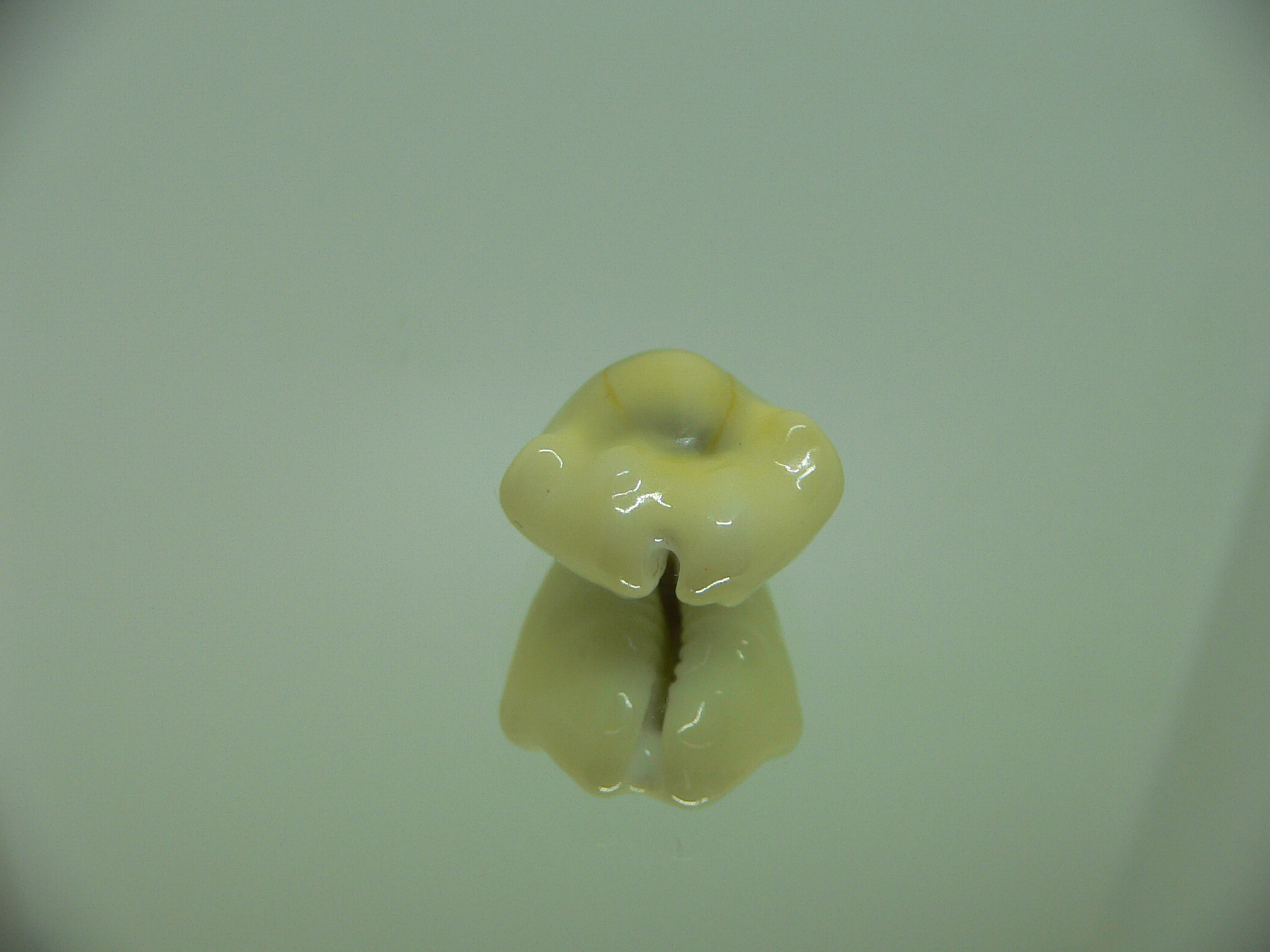Cypraea moneta tuberculosa (var.) 8