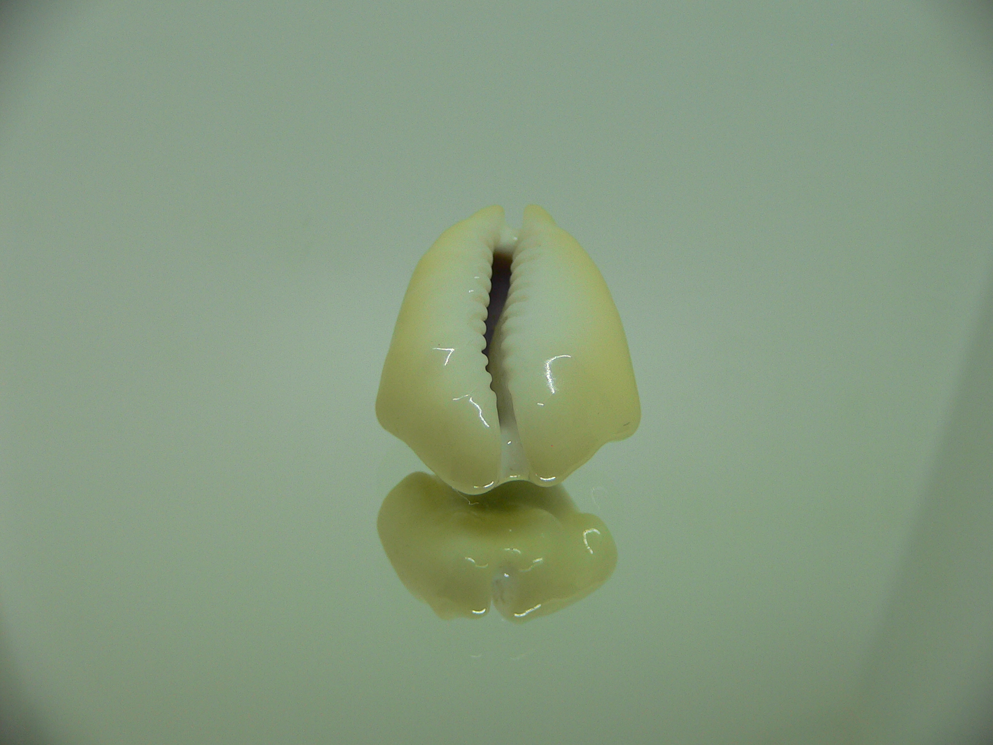 Cypraea moneta tuberculosa (var.) 8