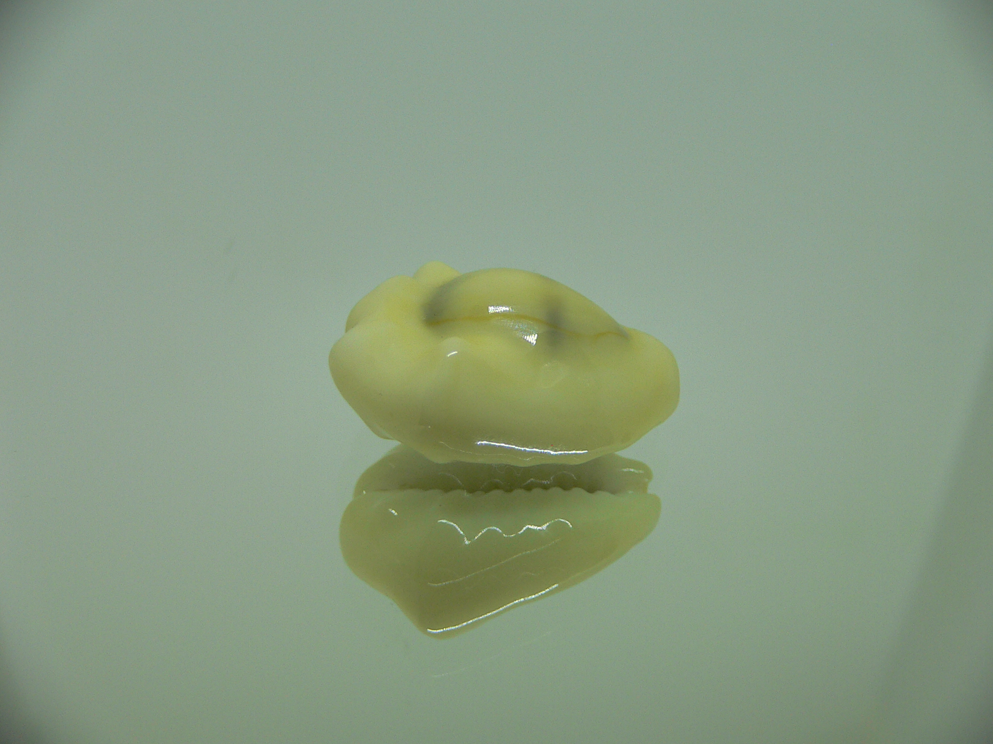 Cypraea moneta tuberculosa (var.) 8