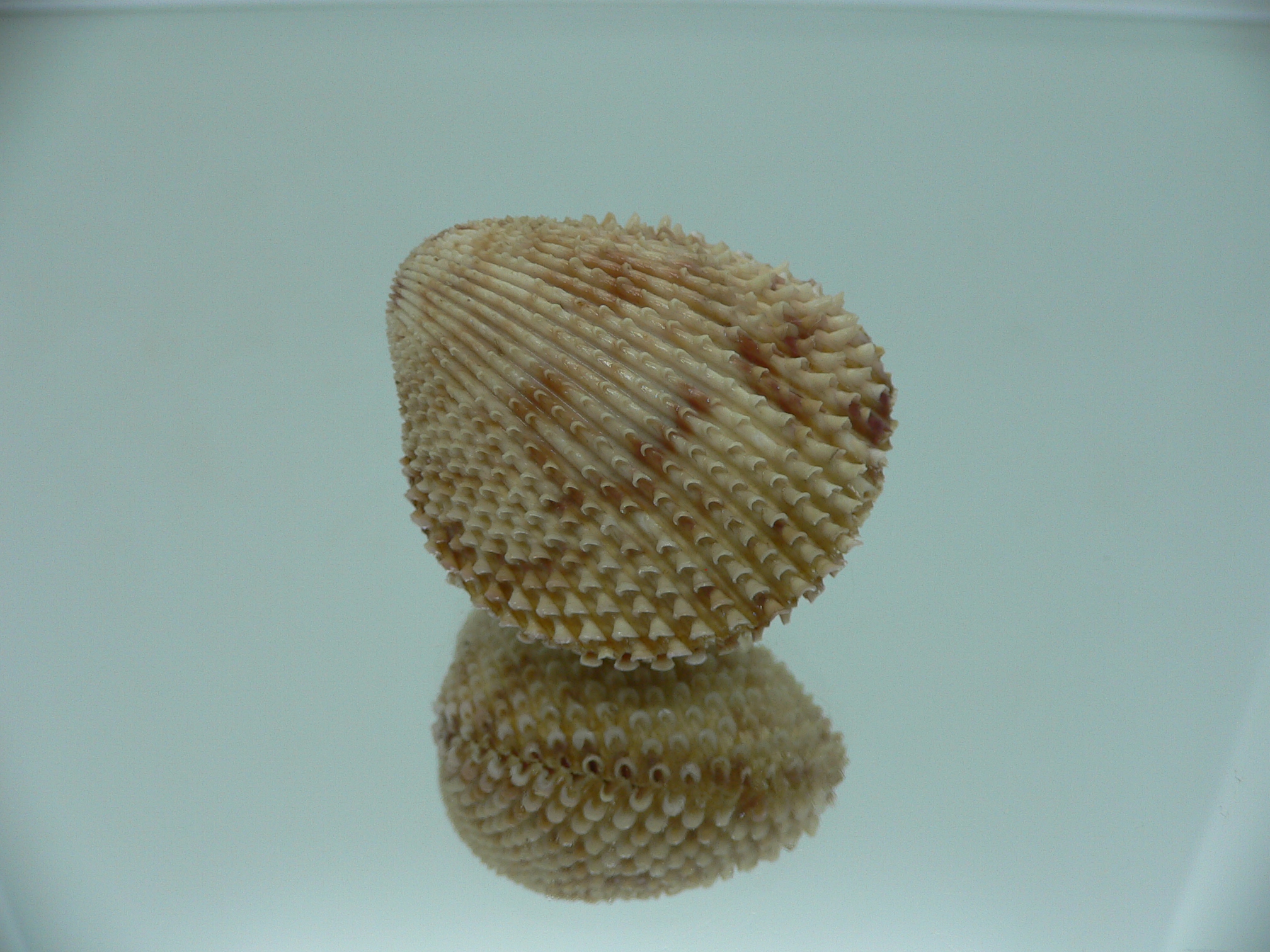 Trachycardium lacunosum GLOBOSE