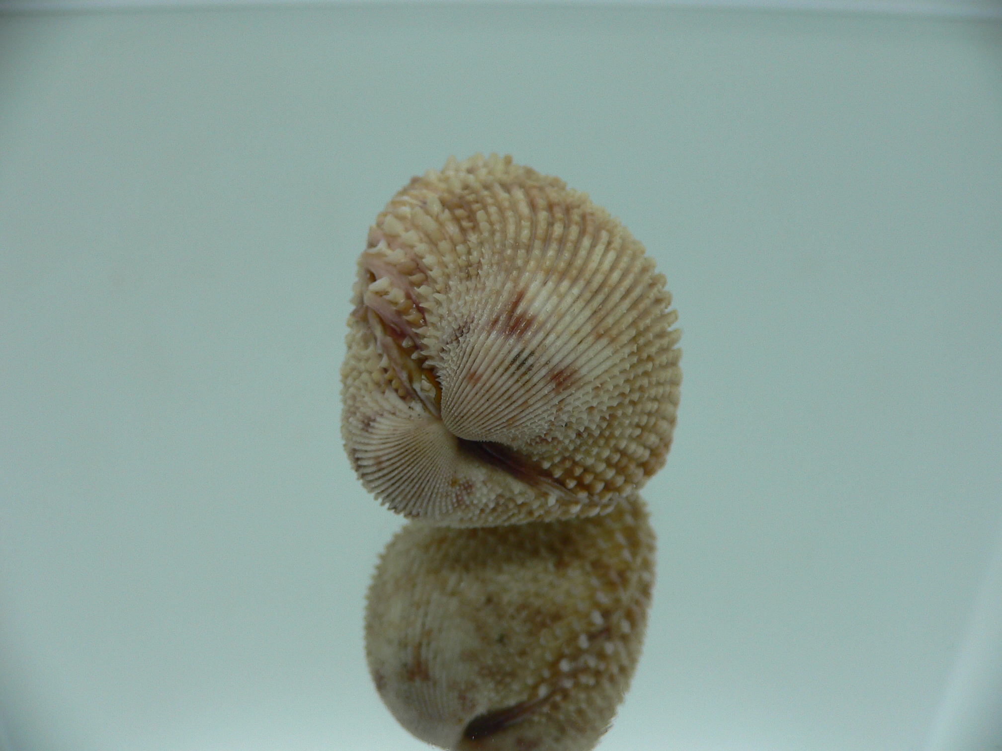 Trachycardium lacunosum GLOBOSE