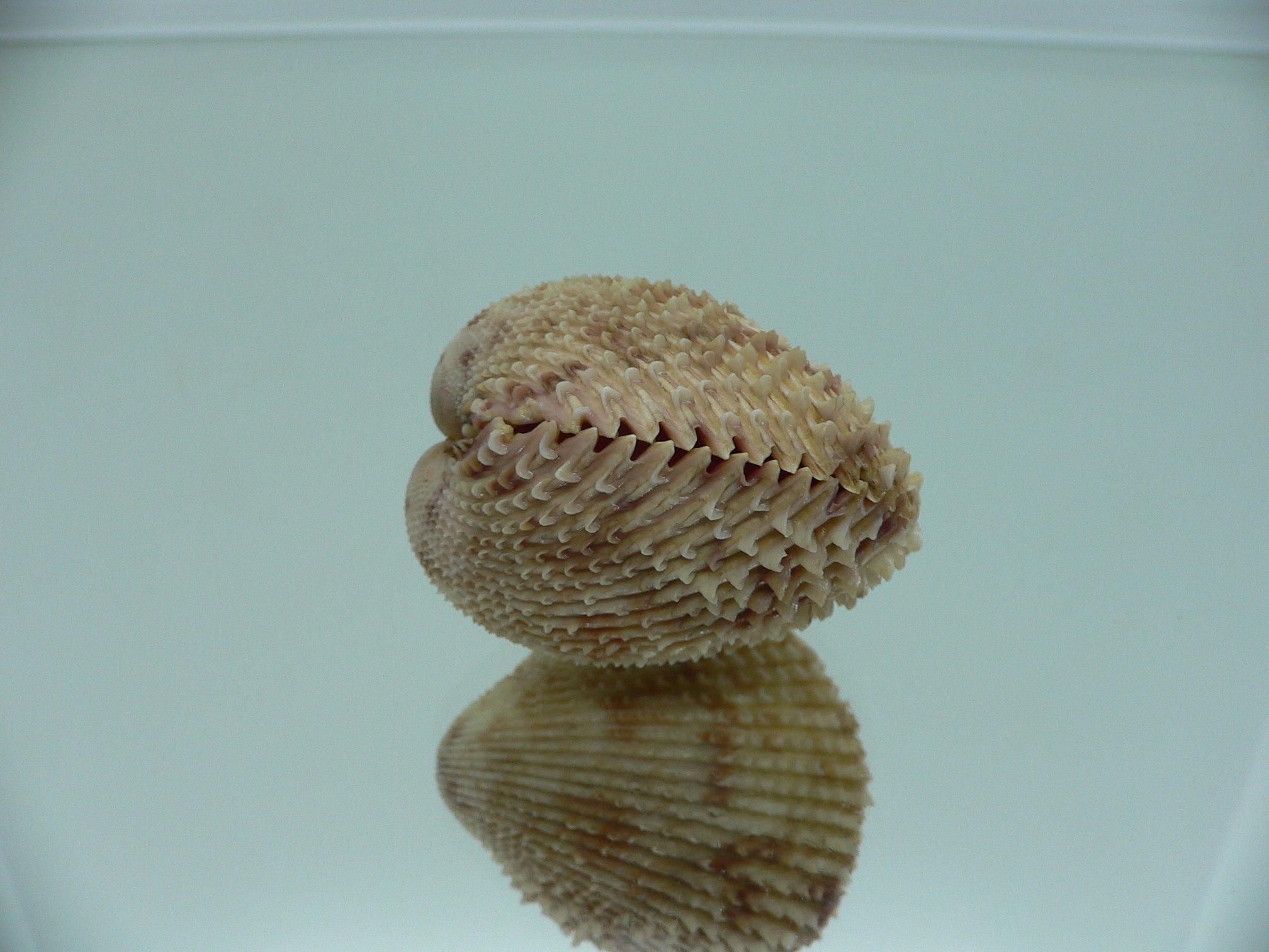 Trachycardium lacunosum GLOBOSE