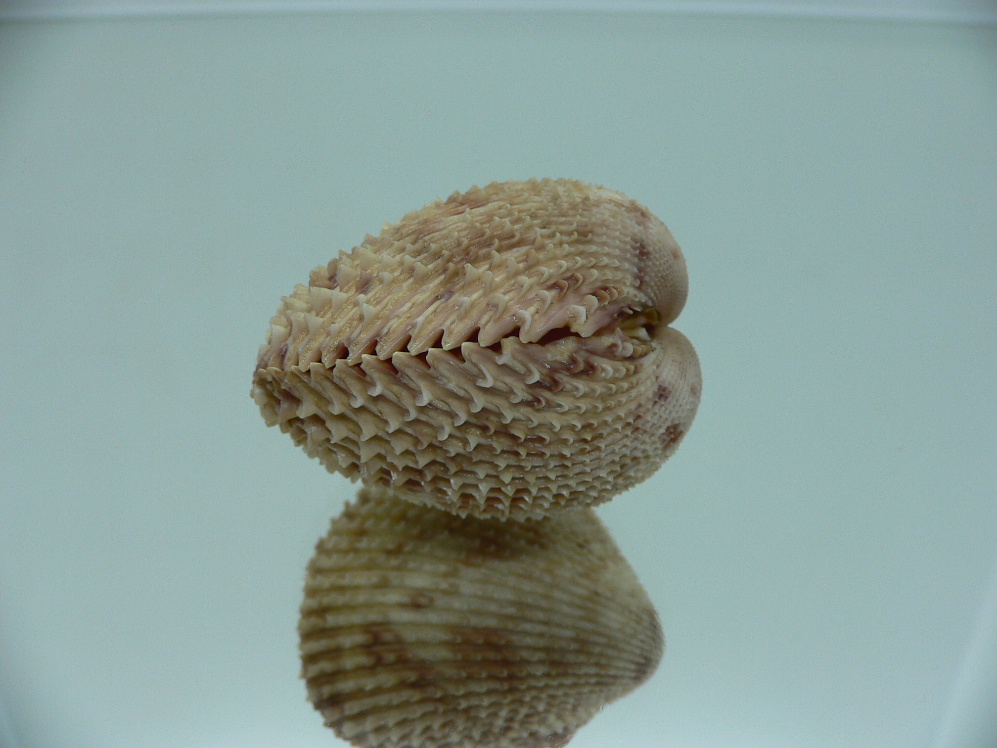 Trachycardium lacunosum GLOBOSE