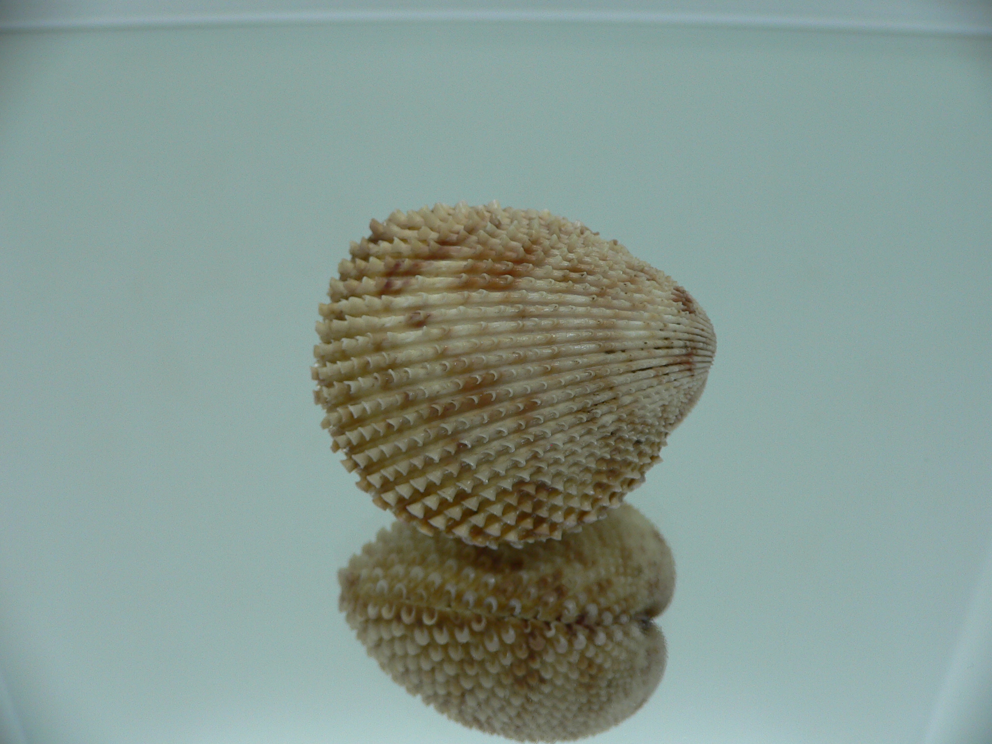 Trachycardium lacunosum GLOBOSE