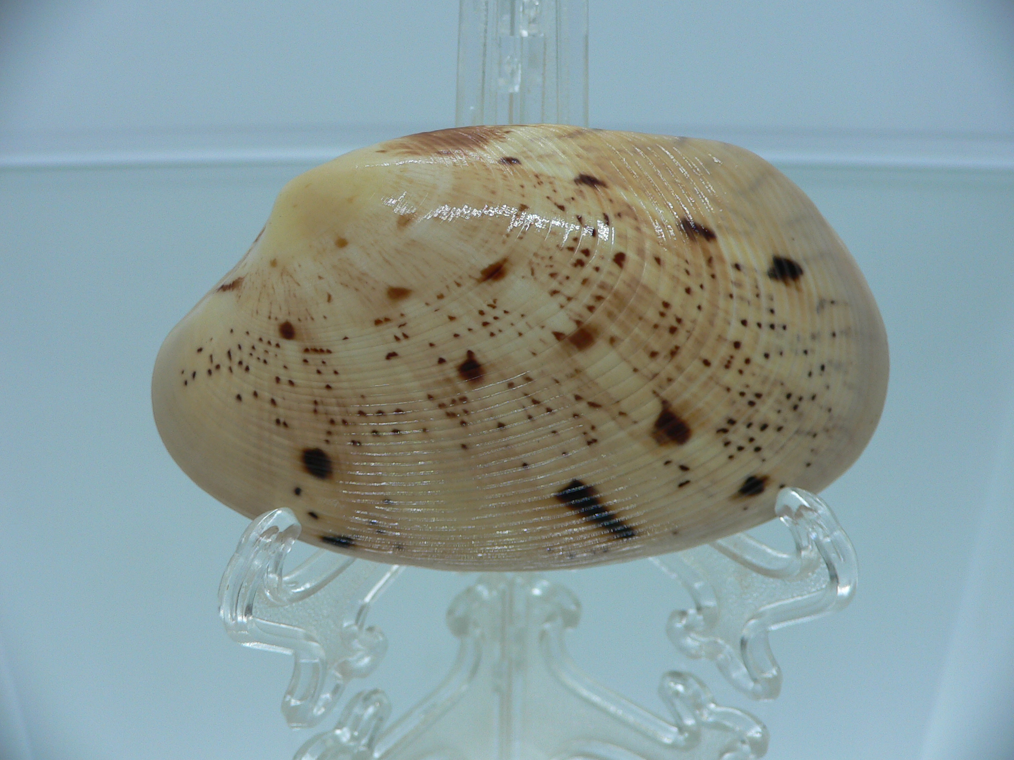 Tapes literatus DARK SPOTS & BIG