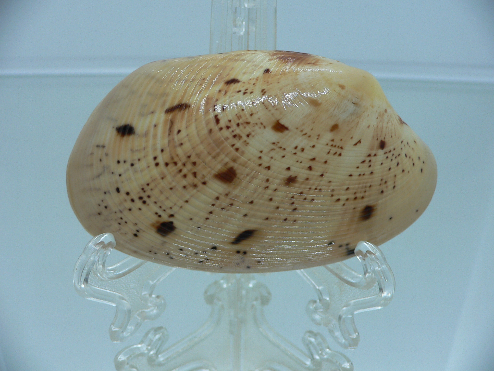 Tapes literatus DARK SPOTS & BIG