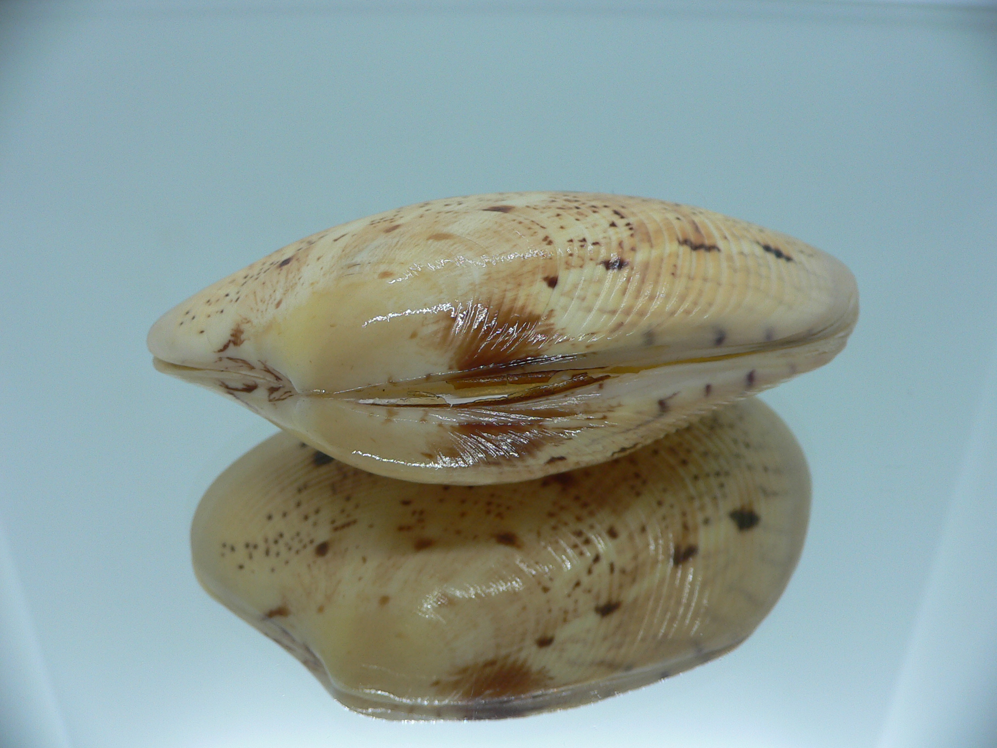 Tapes literatus DARK SPOTS & BIG