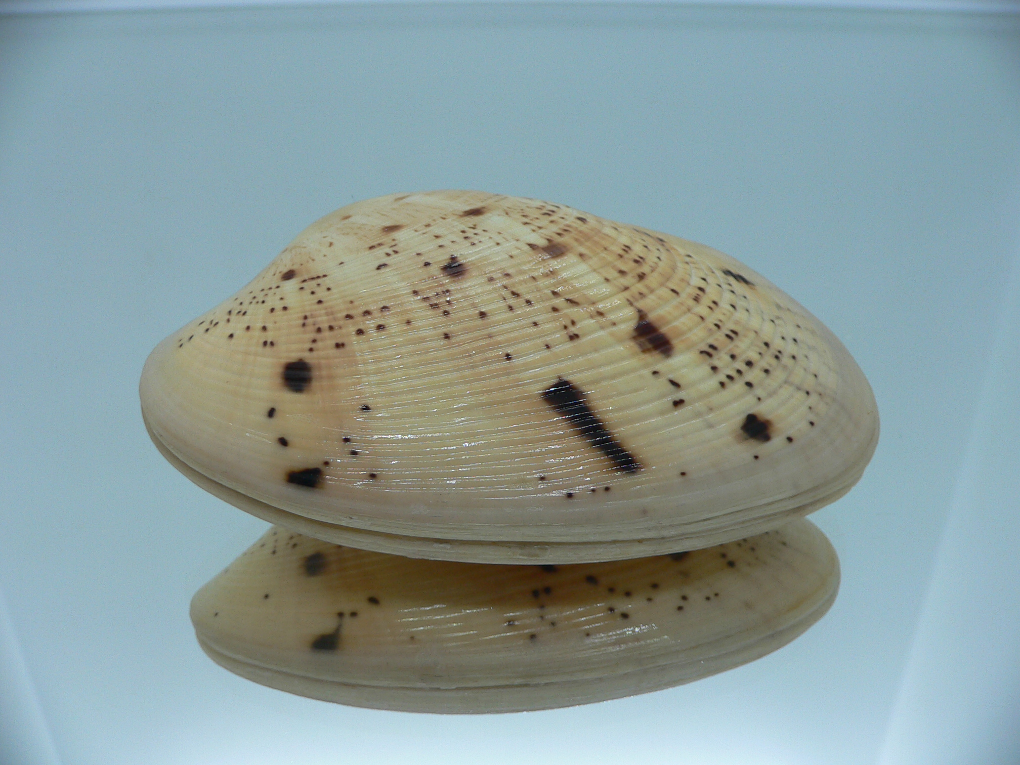 Tapes literatus DARK SPOTS & BIG