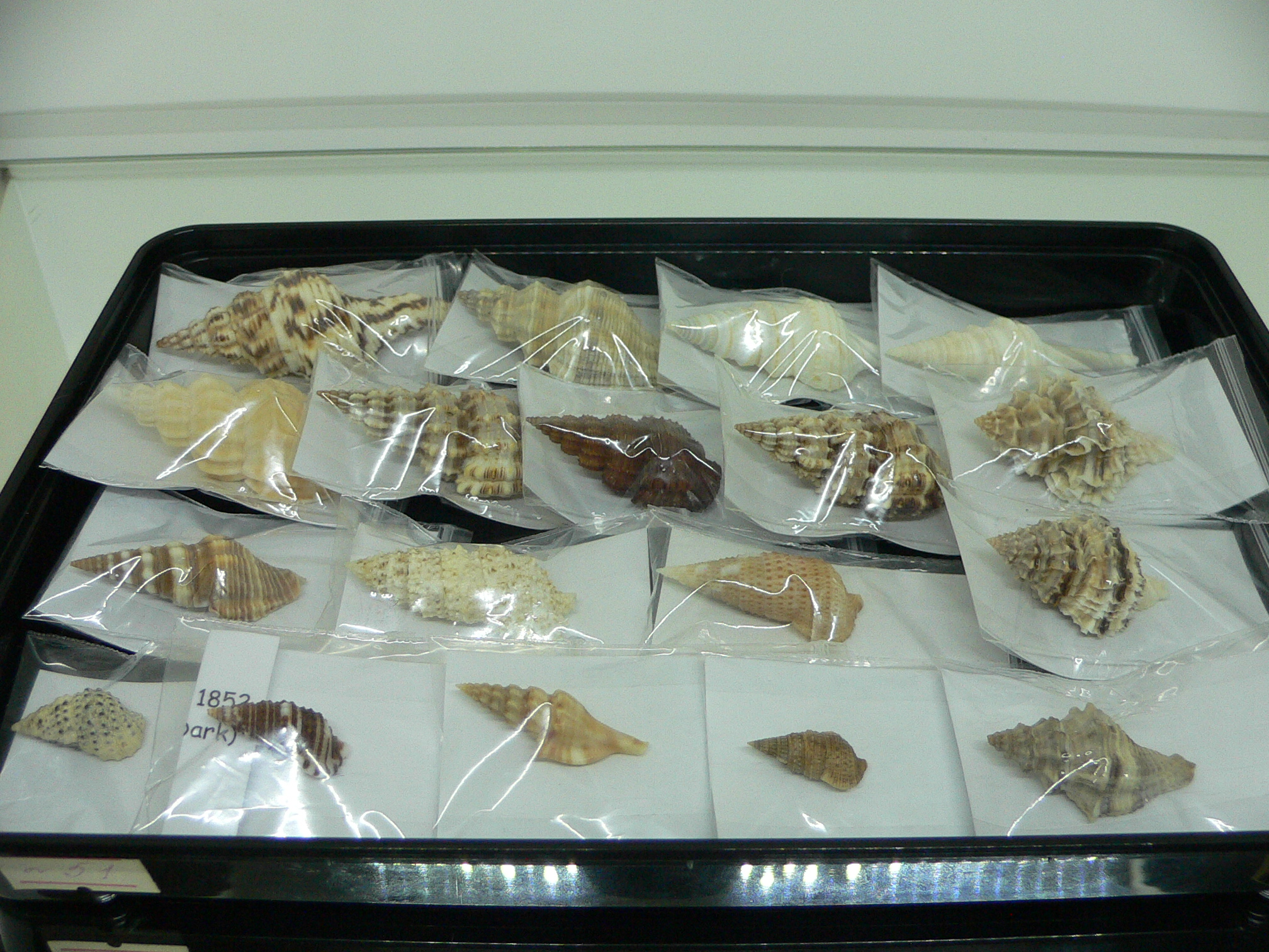 Marmorofusus nicobaricus PERFECT LIP