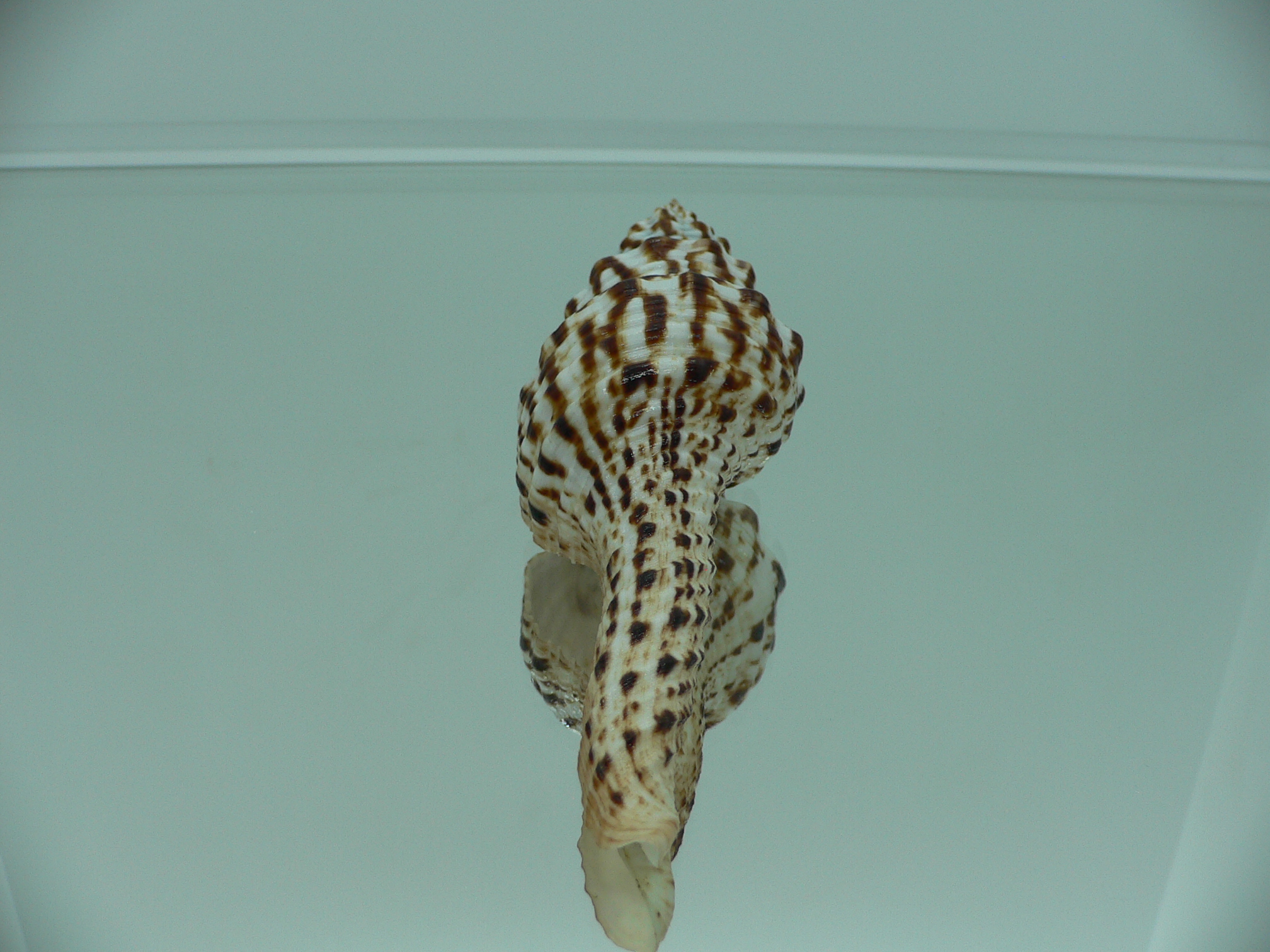 Marmorofusus nicobaricus PERFECT LIP