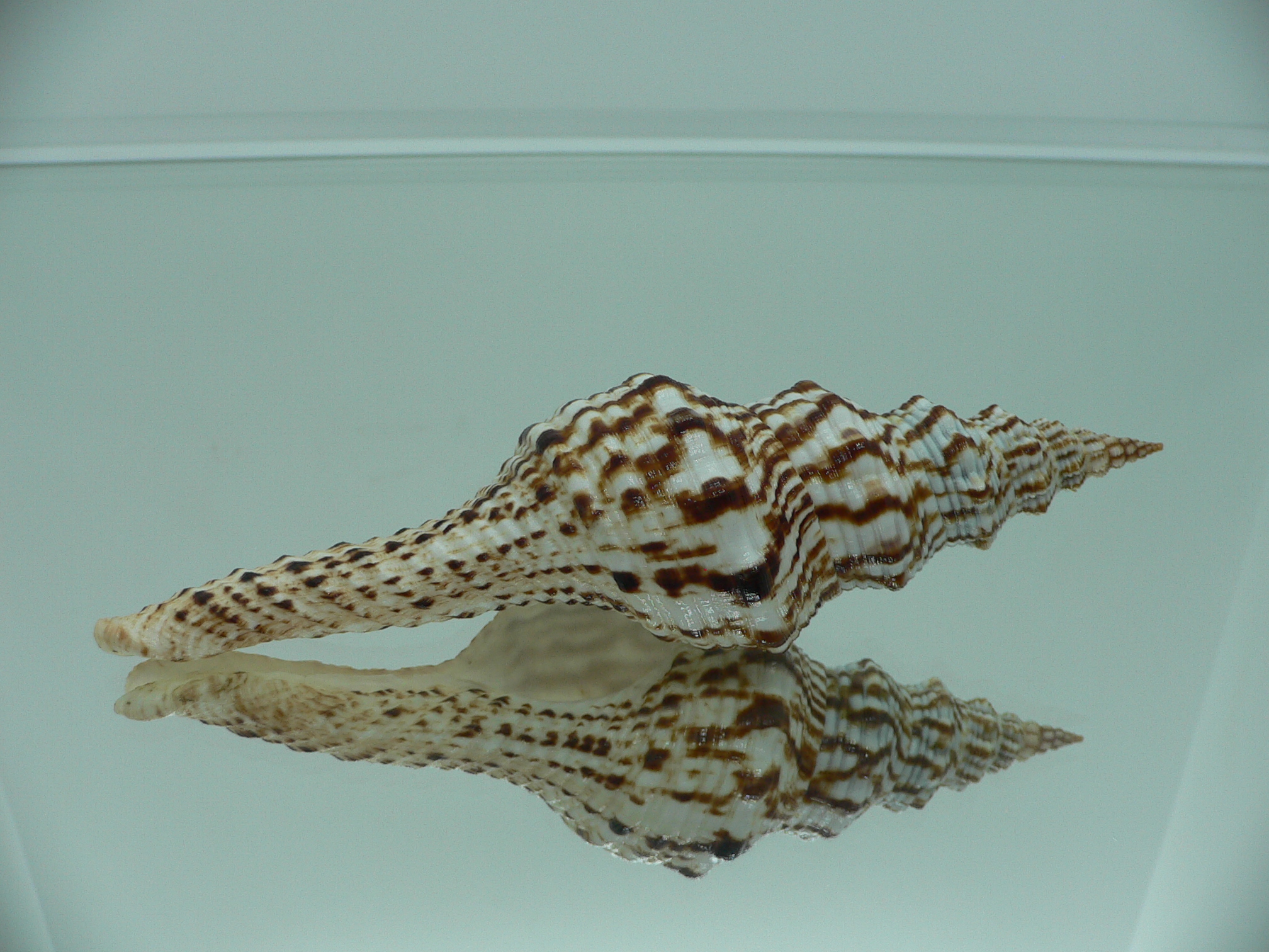 Marmorofusus nicobaricus PERFECT LIP