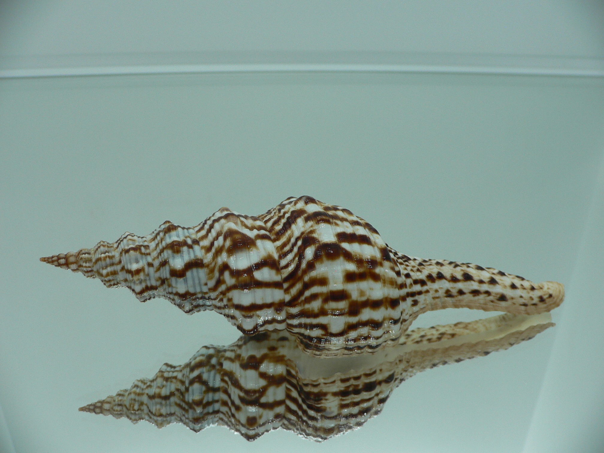 Marmorofusus nicobaricus PERFECT LIP