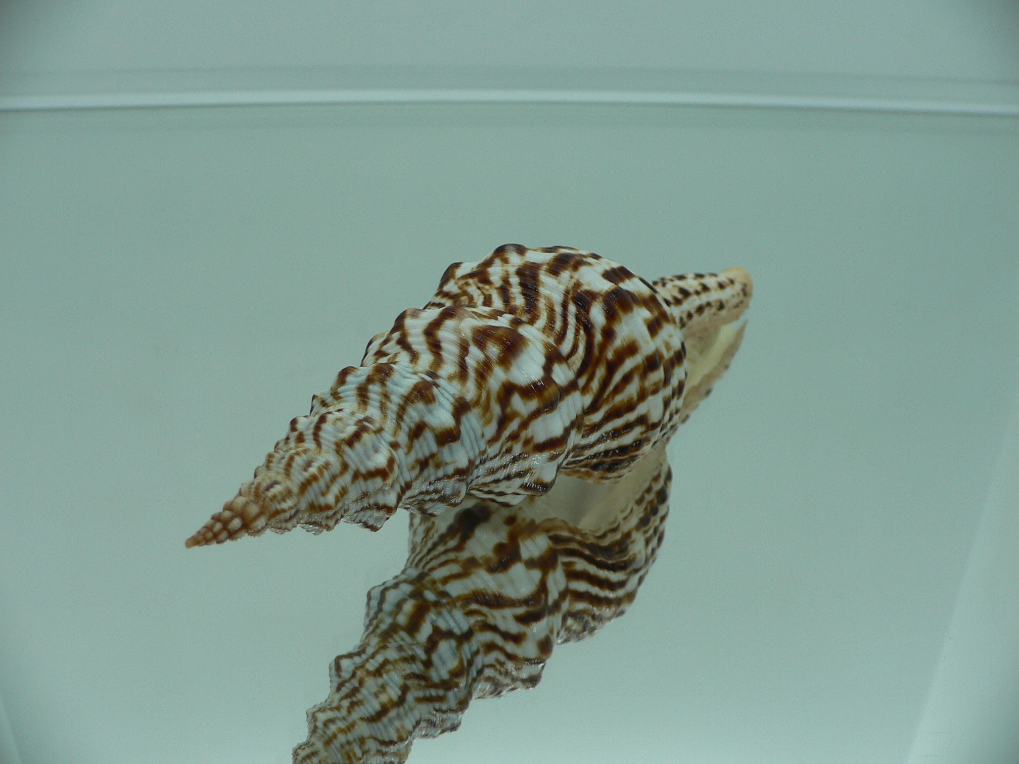 Marmorofusus nicobaricus PERFECT LIP