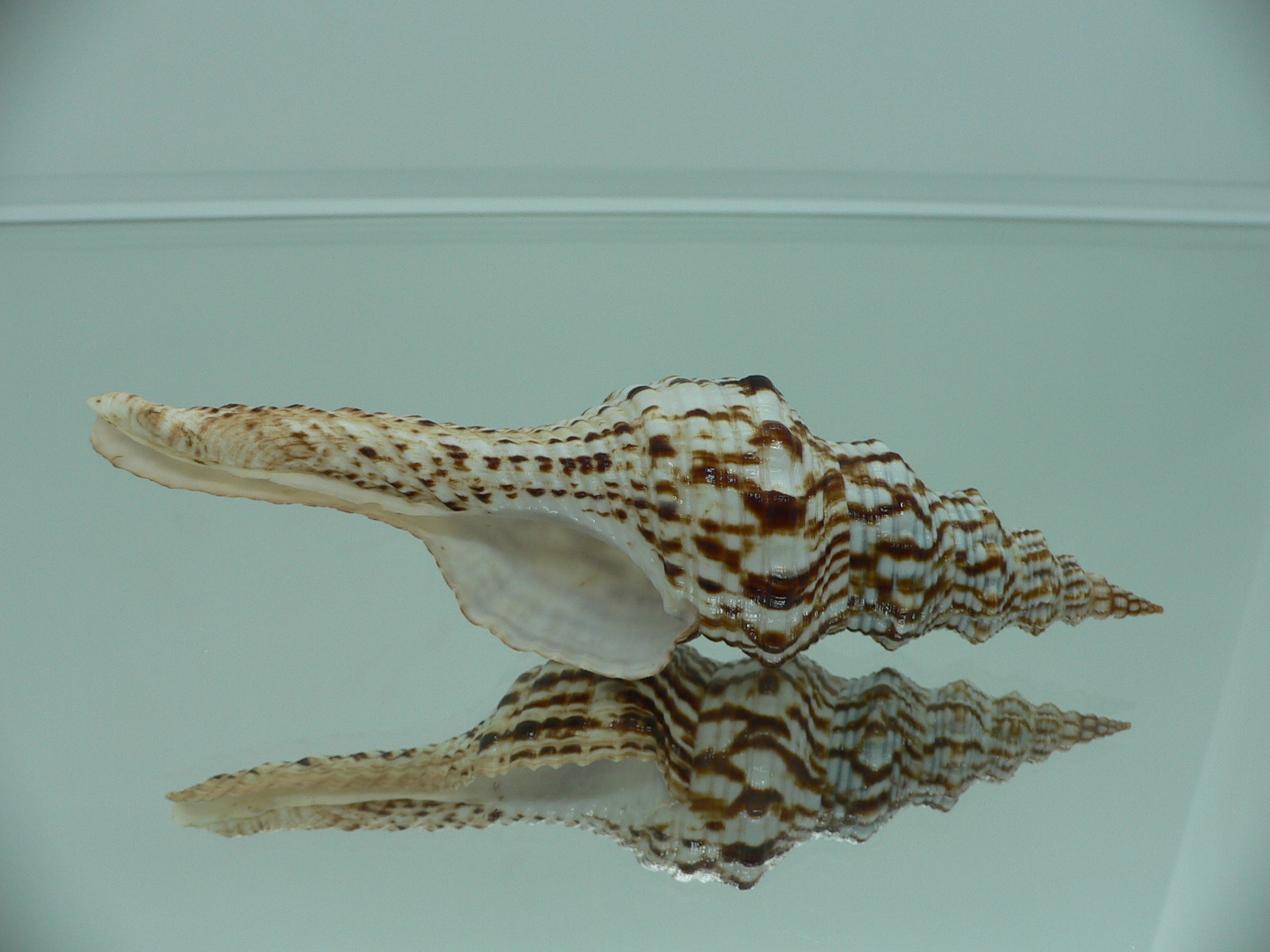 Marmorofusus nicobaricus PERFECT LIP