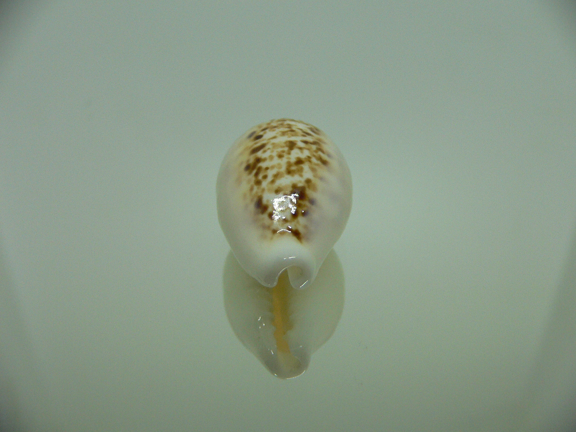 Cypraea coxeni hypercallosa BIG & WHITE FIELDS