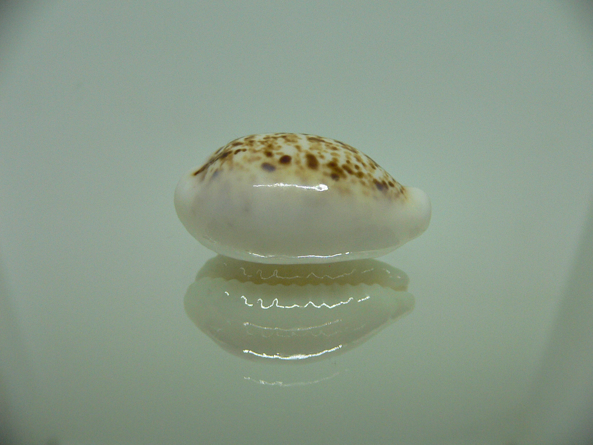 Cypraea coxeni hypercallosa BIG & WHITE FIELDS