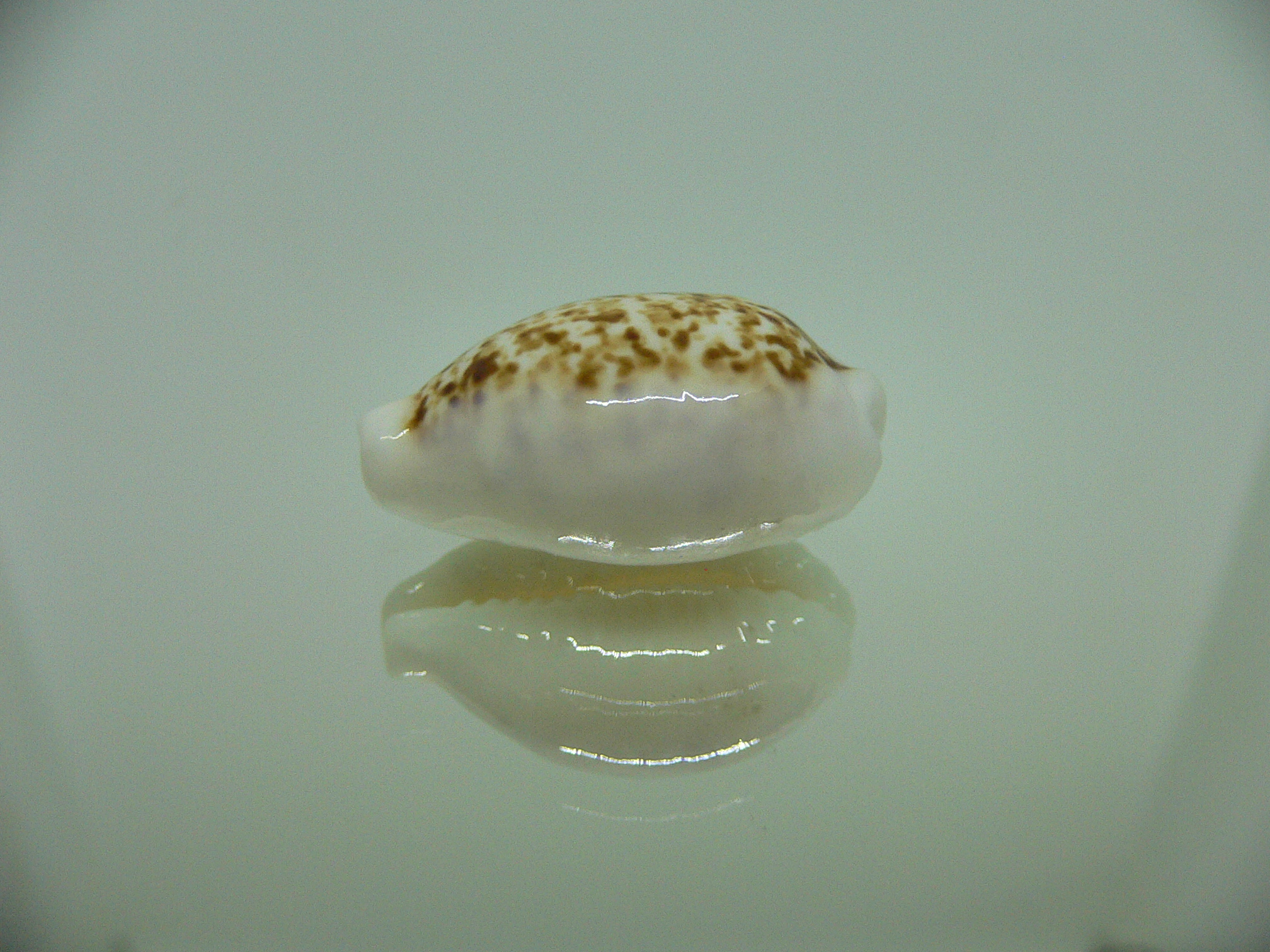Cypraea coxeni hypercallosa BIG & WHITE FIELDS
