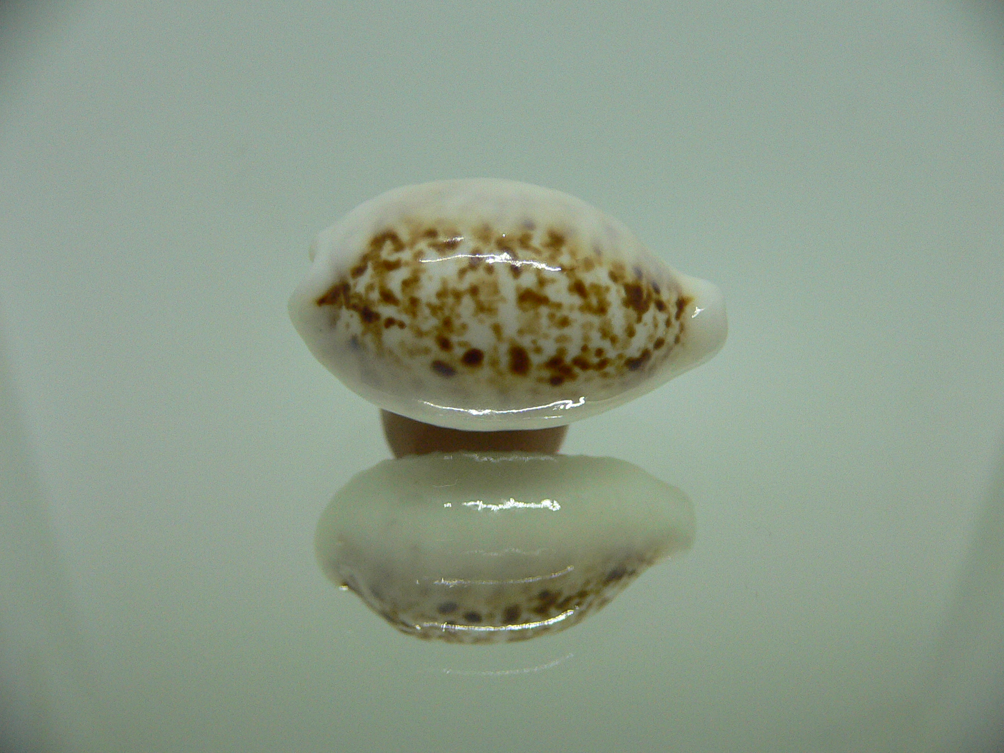 Cypraea coxeni hypercallosa BIG & WHITE FIELDS