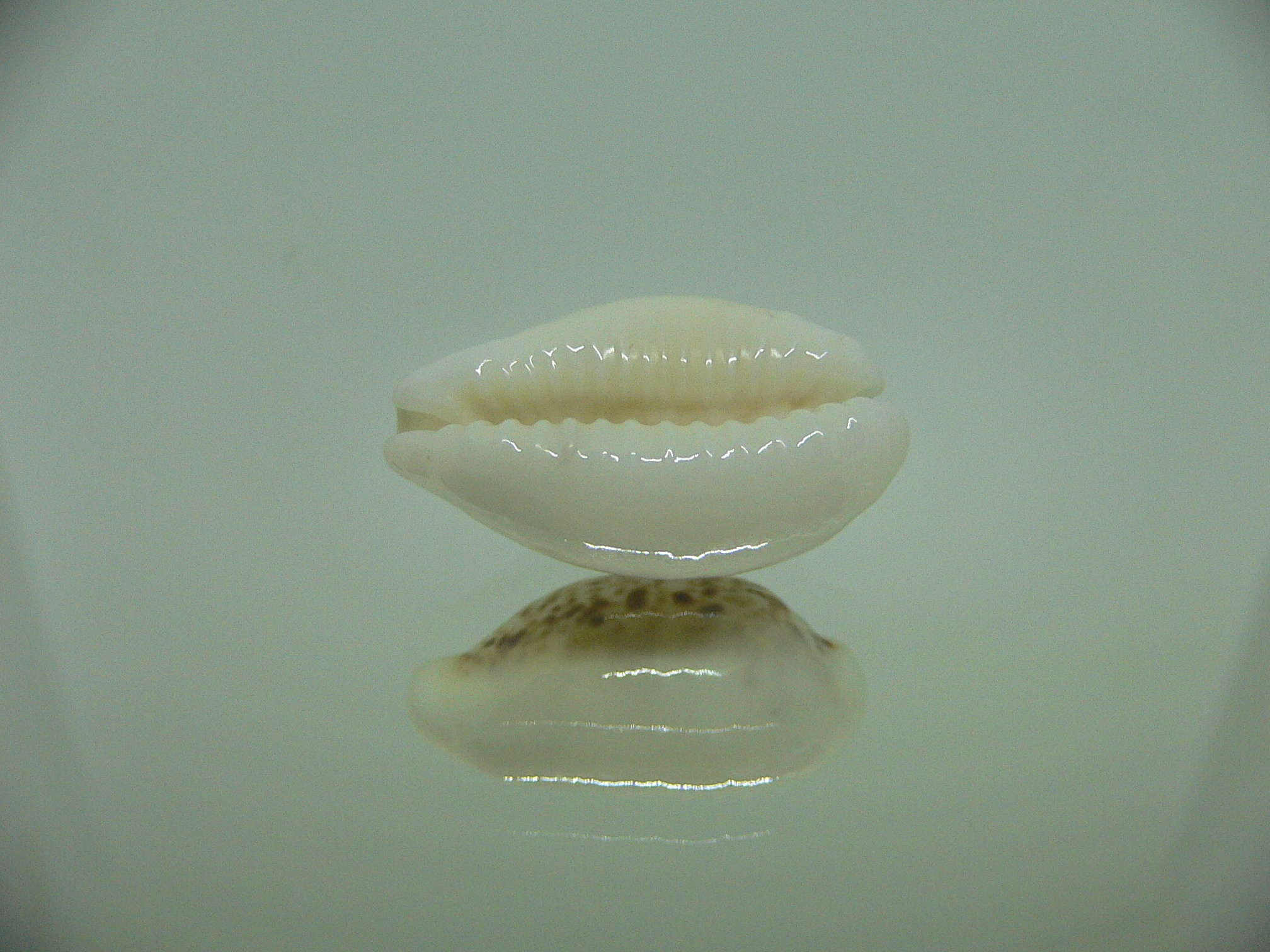 Cypraea coxeni hypercallosa BIG & WHITE FIELDS