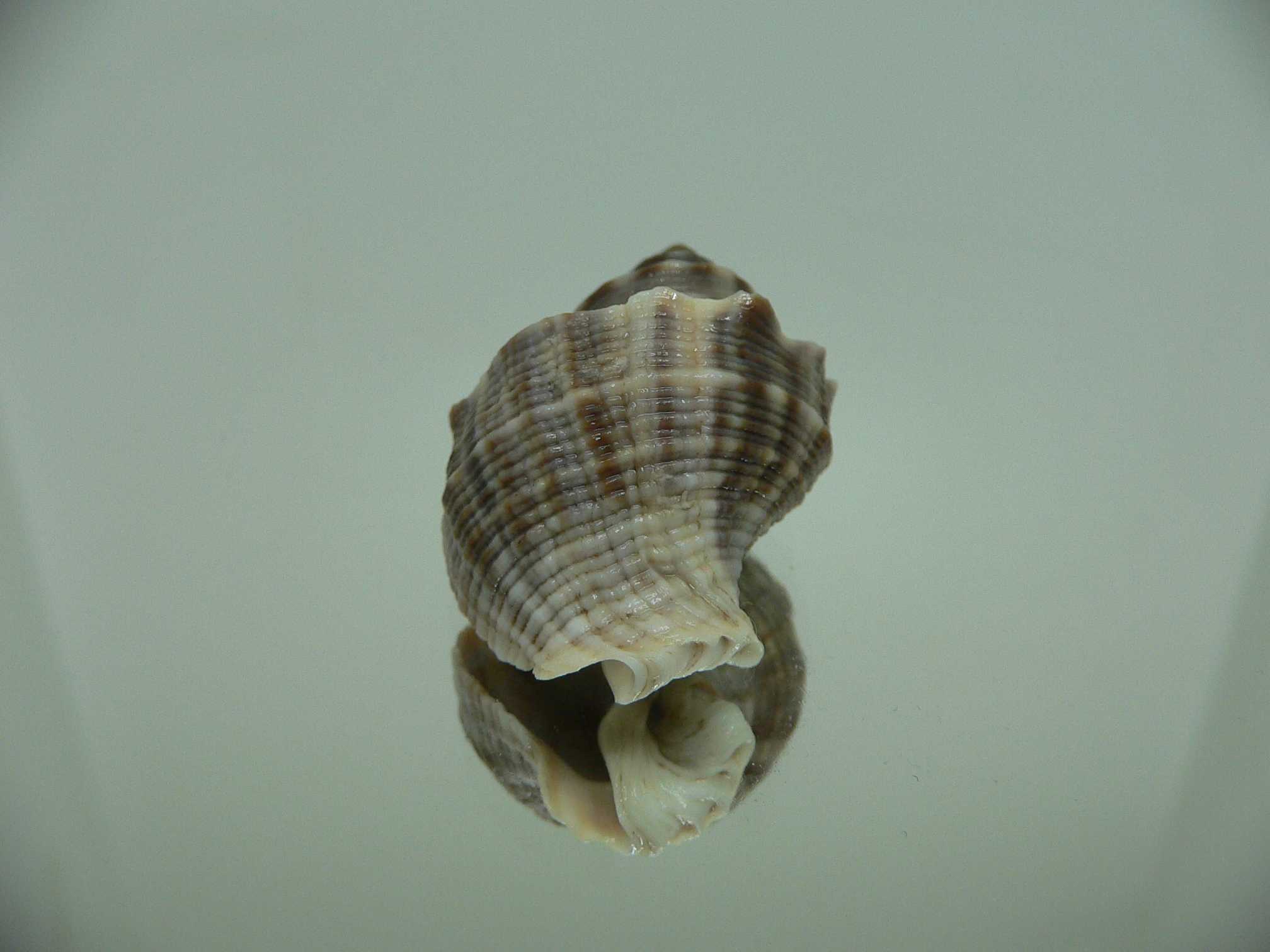 Indothais malayensis DARK