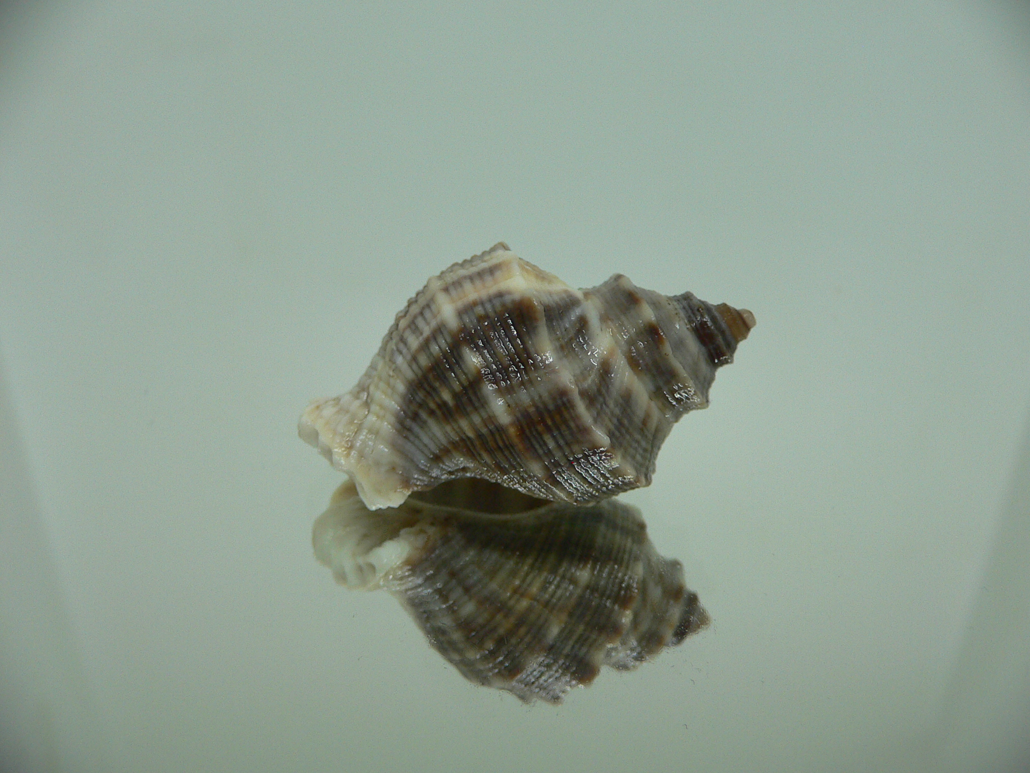 Indothais malayensis DARK