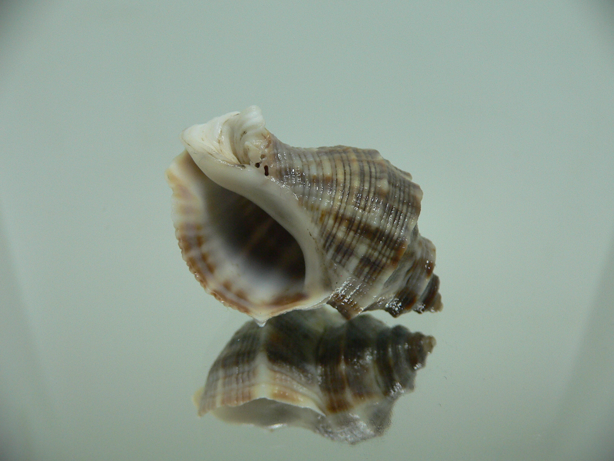 Indothais malayensis DARK