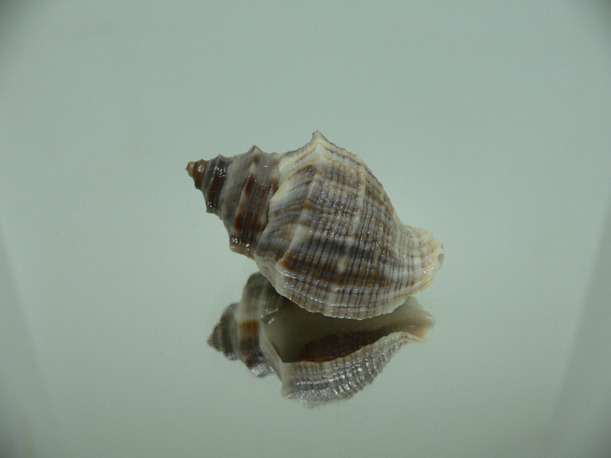 Indothais malayensis DARK