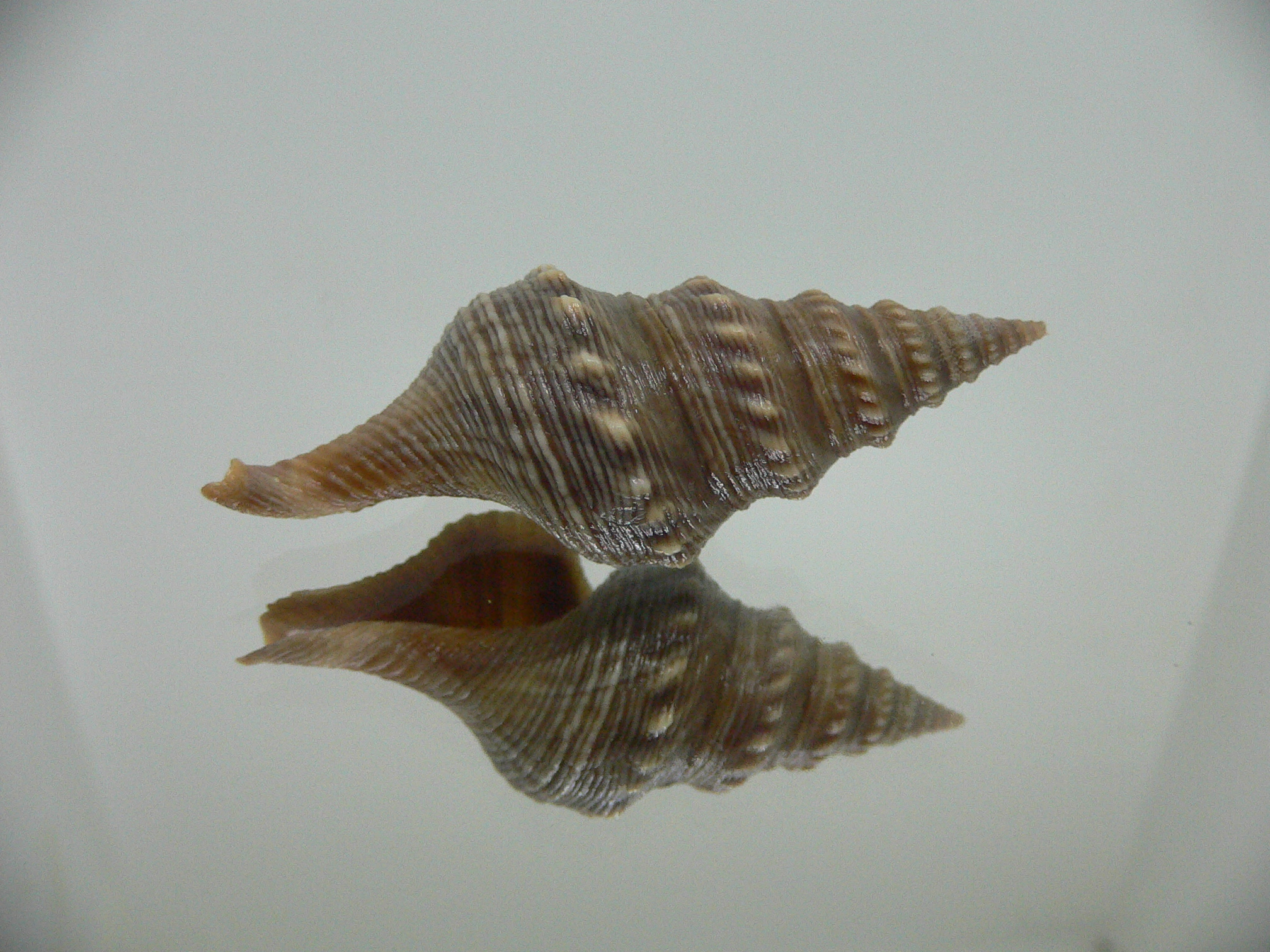 Turricula javana DARK