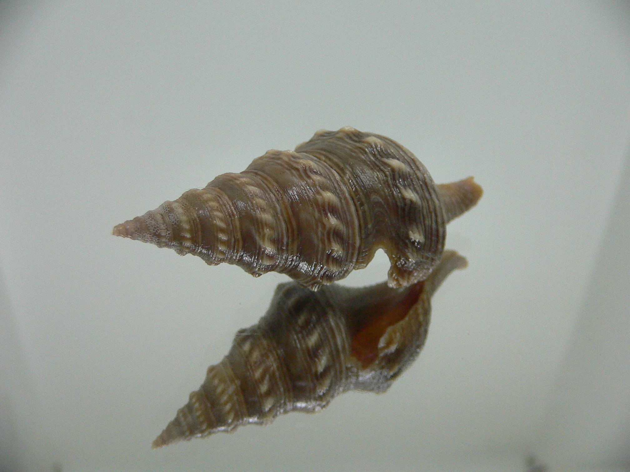 Turricula javana DARK