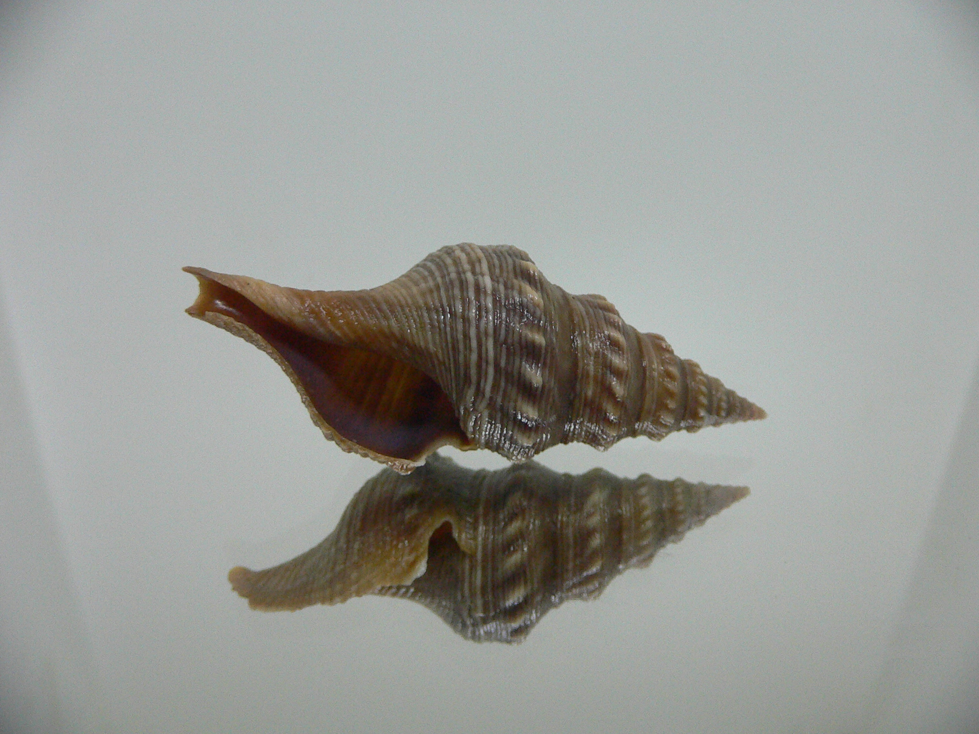 Turricula javana DARK