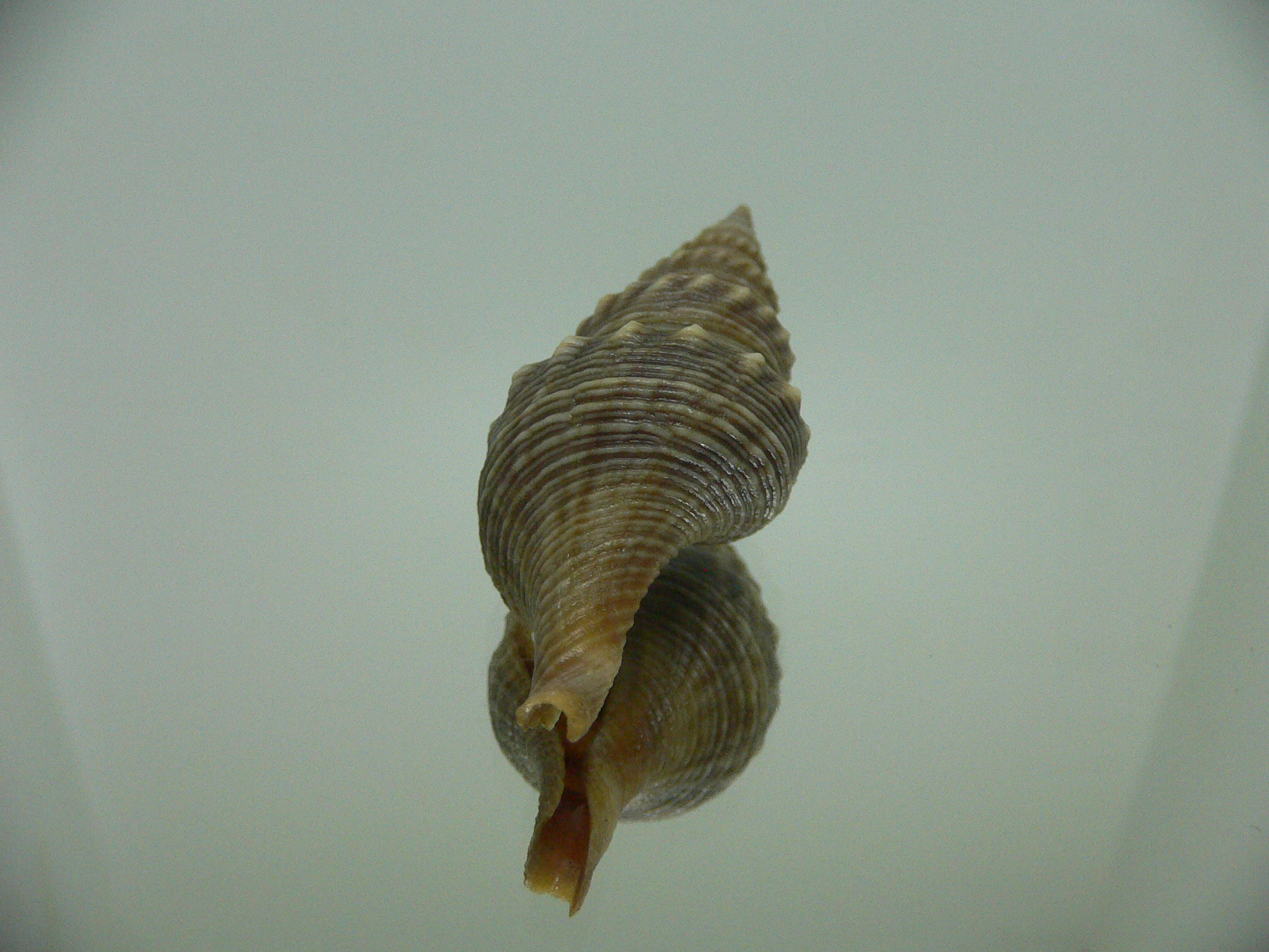 Turricula javana DARK