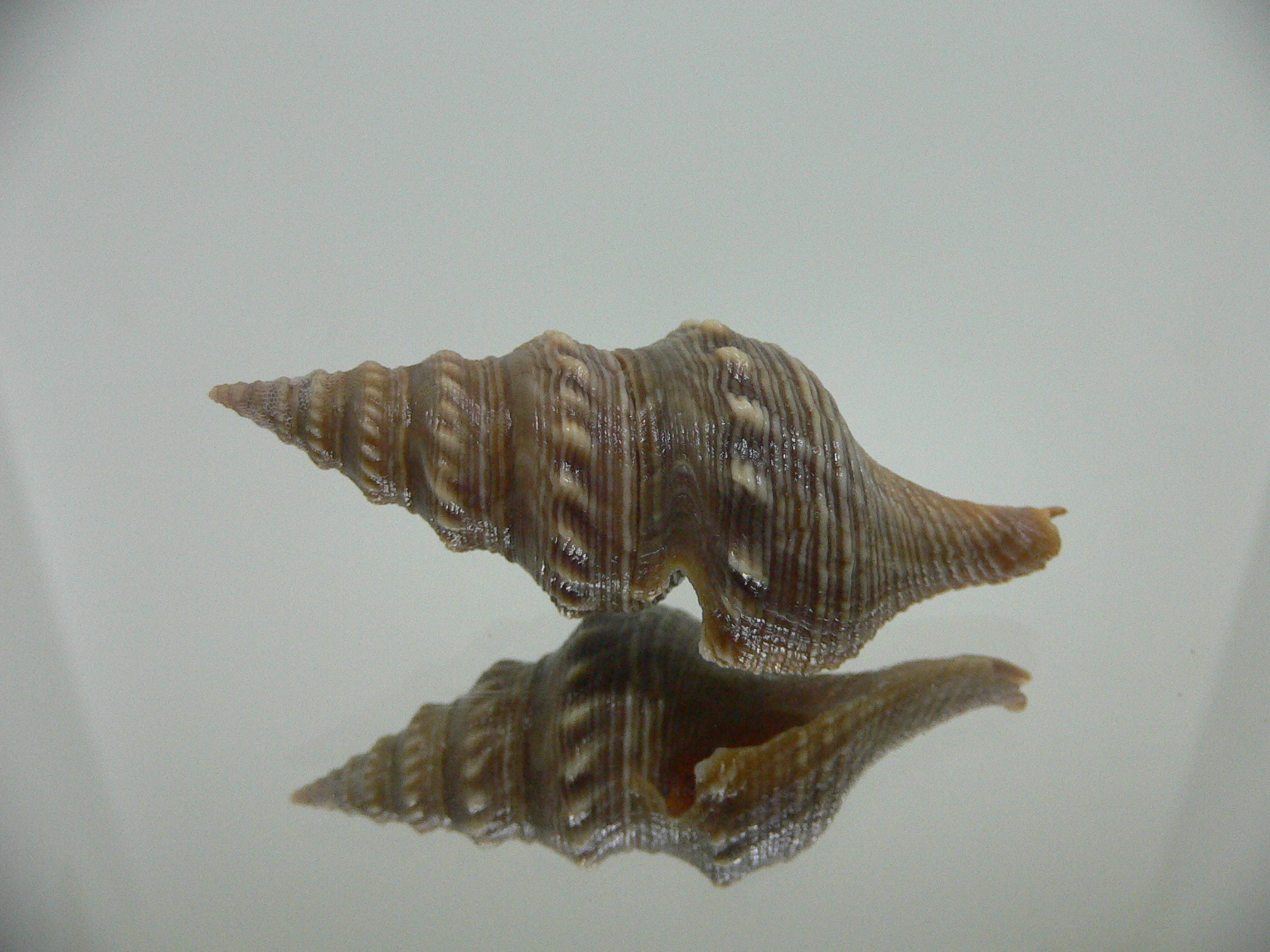 Turricula javana DARK