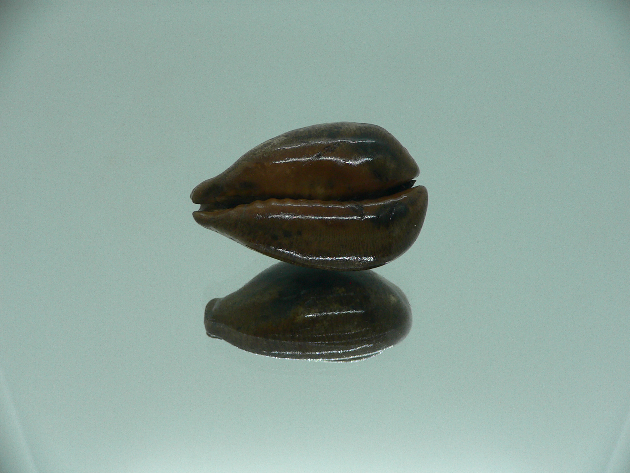 Barycypraea SP.
