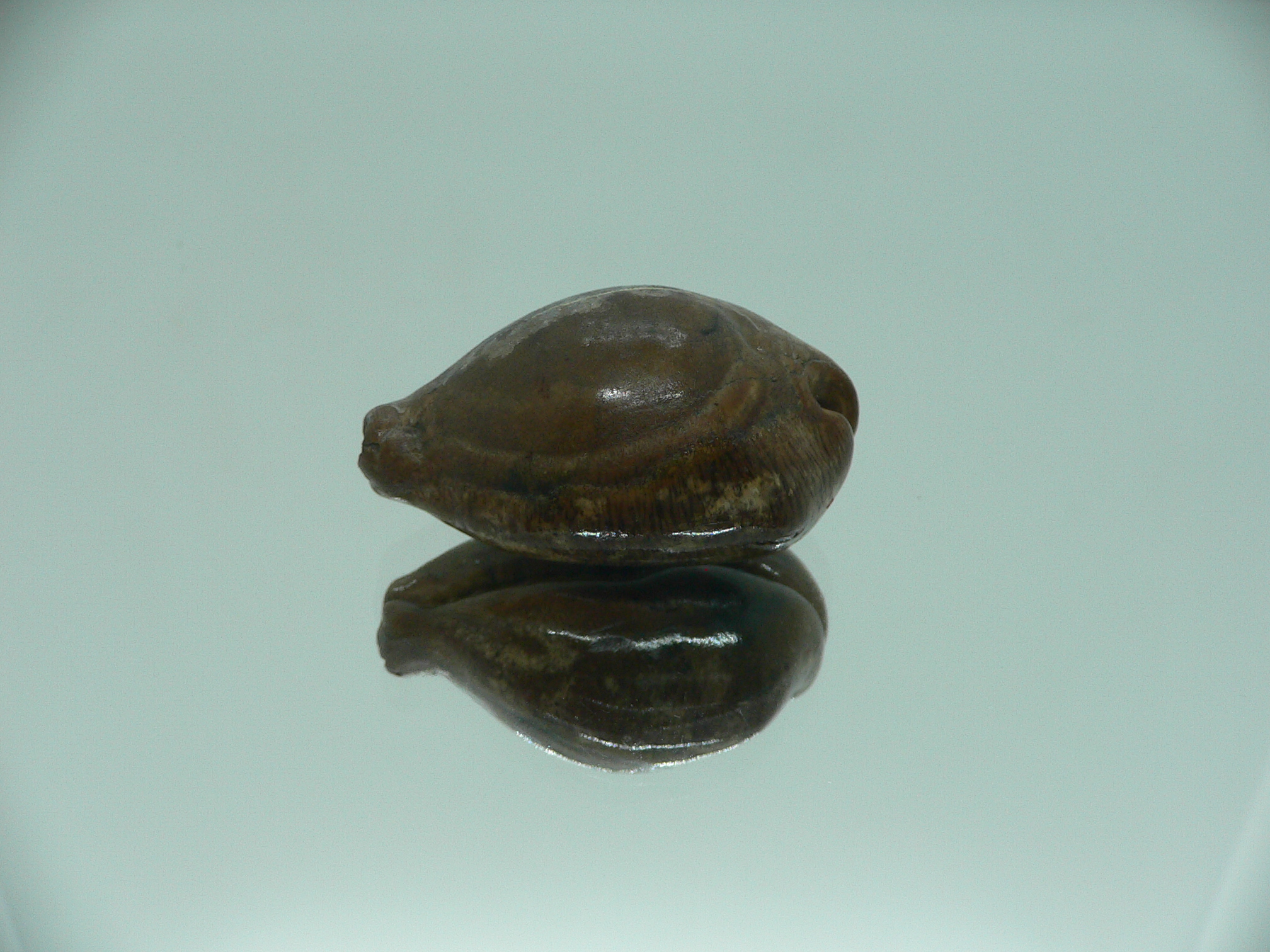 Barycypraea SP.