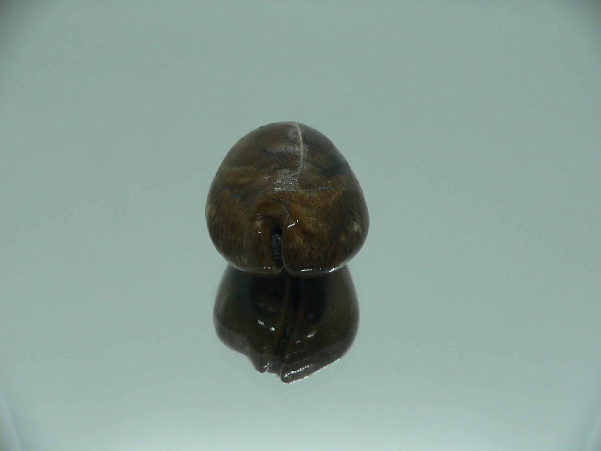 Barycypraea SP.