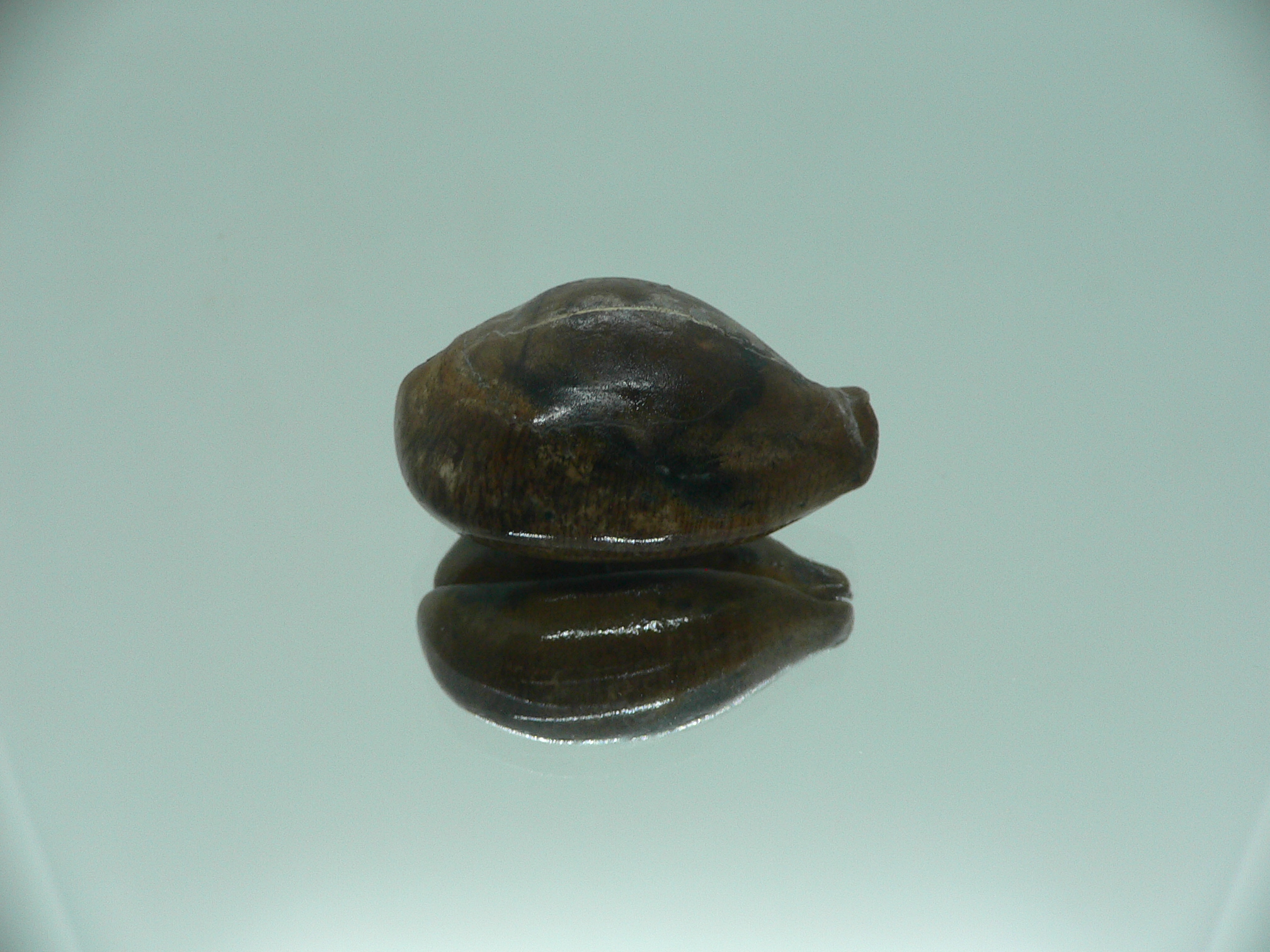 Barycypraea SP.