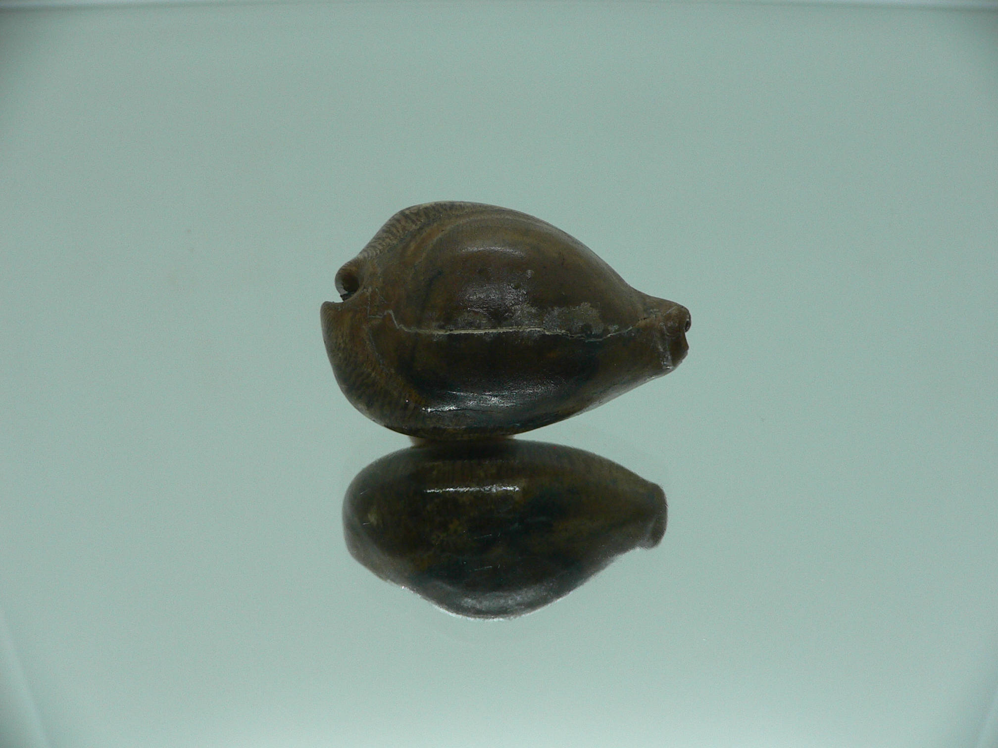 Barycypraea SP.