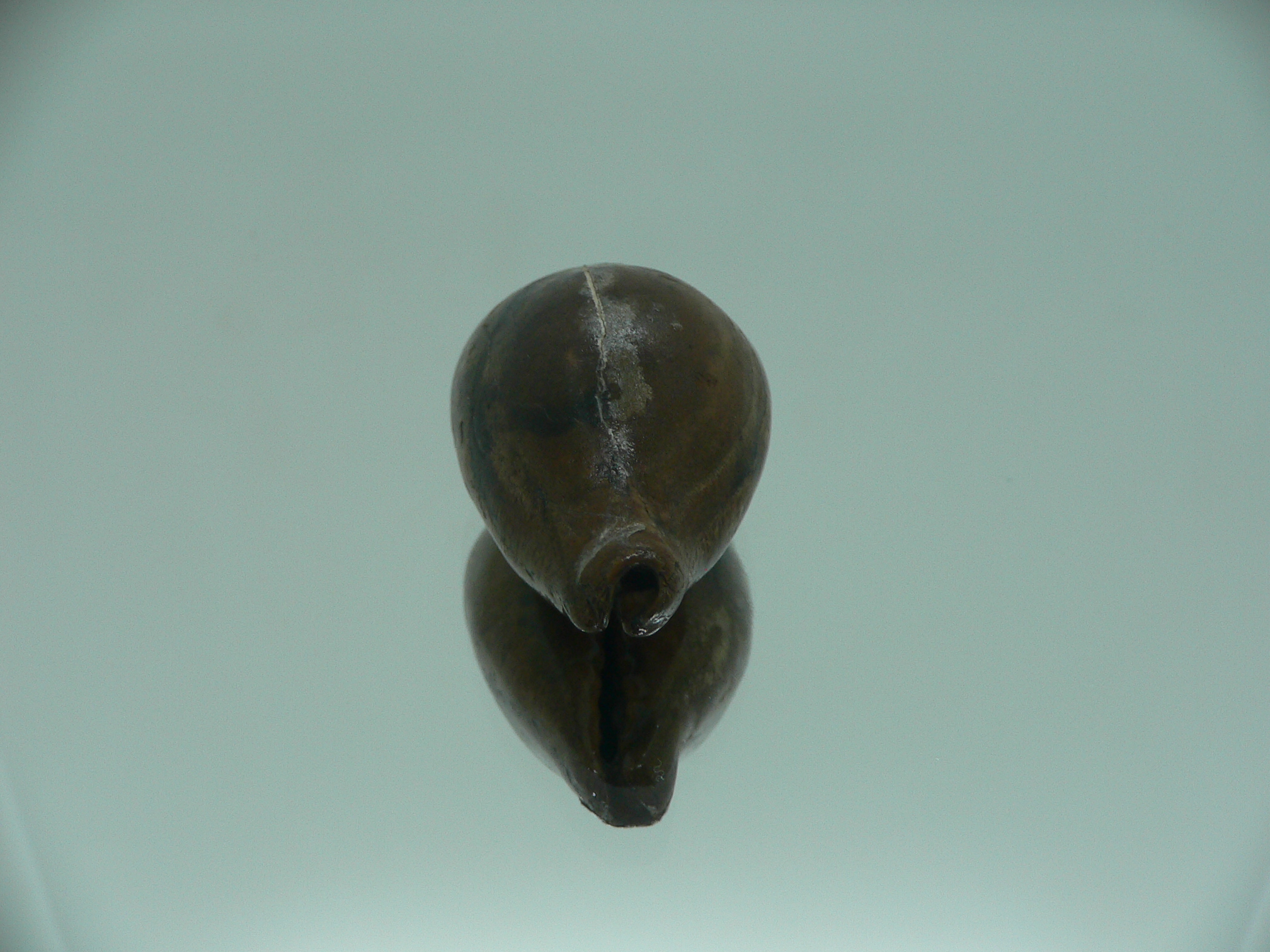 Barycypraea SP.
