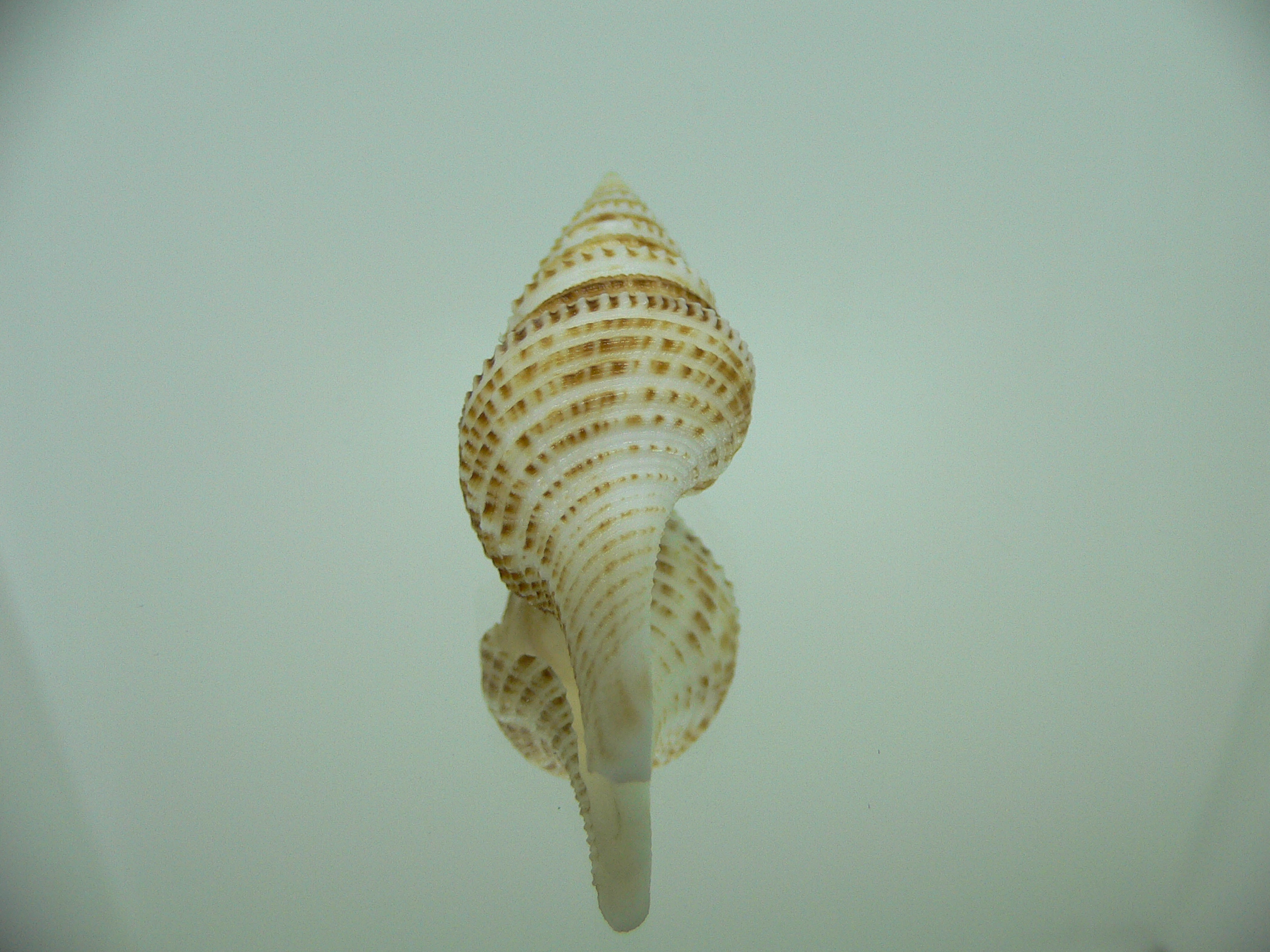 Gemmula webberae