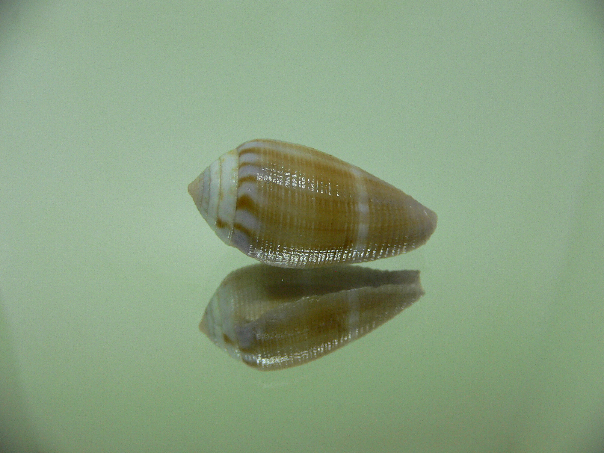 Conus tenuistriatus LILAC