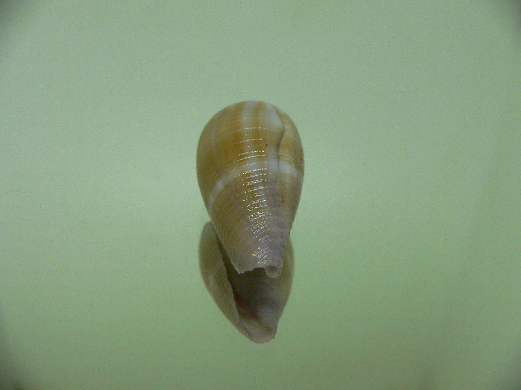 Conus tenuistriatus LILAC