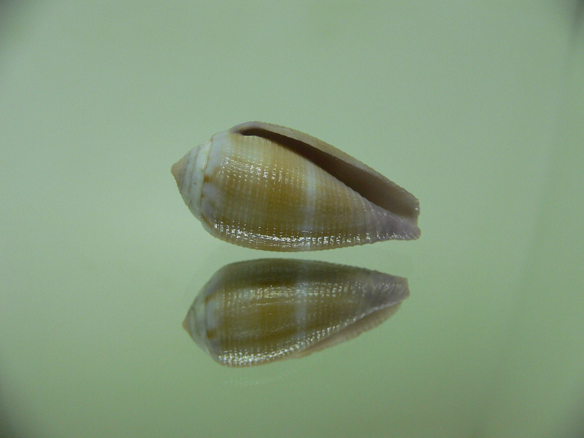 Conus tenuistriatus LILAC