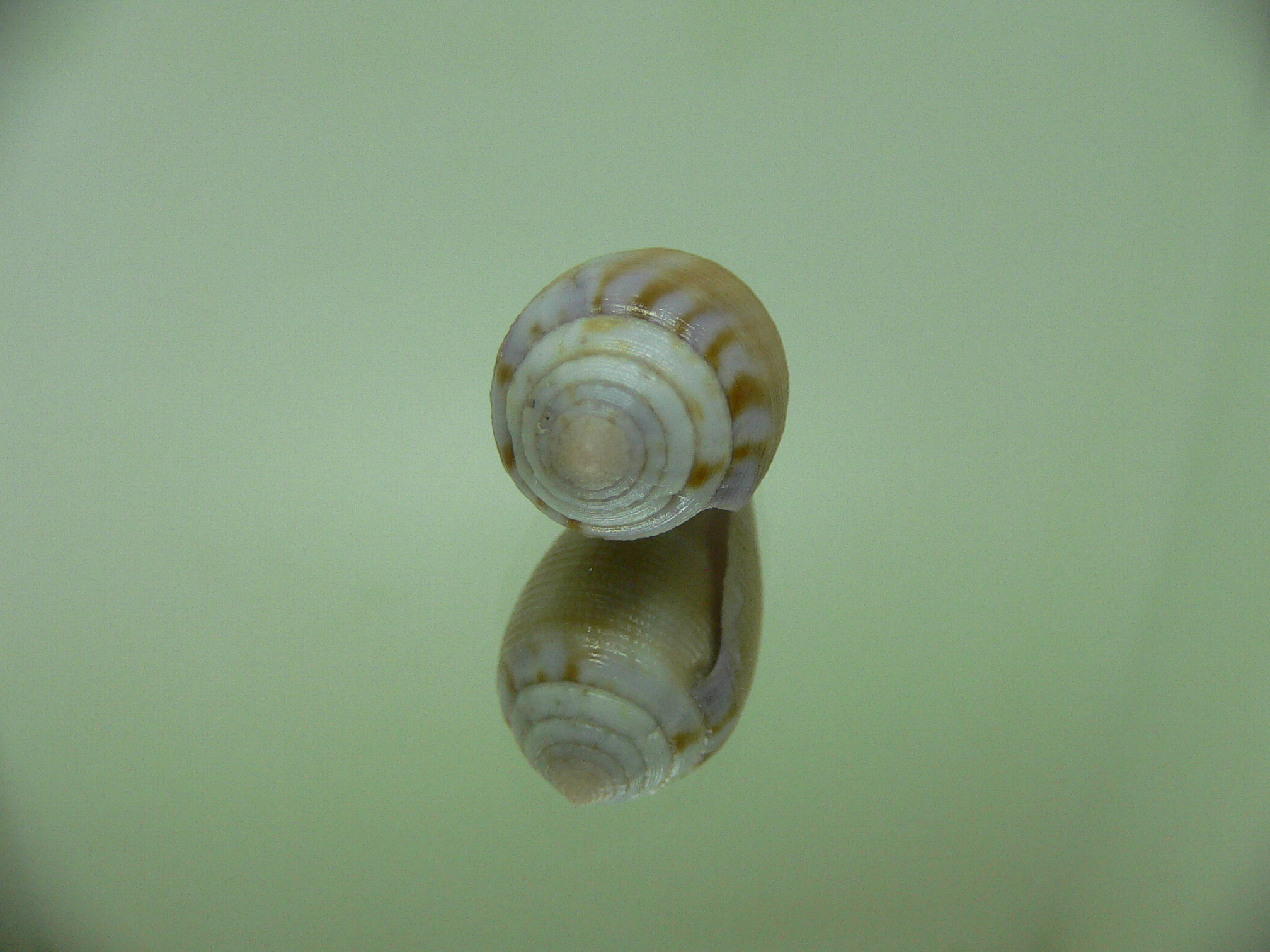 Conus tenuistriatus LILAC