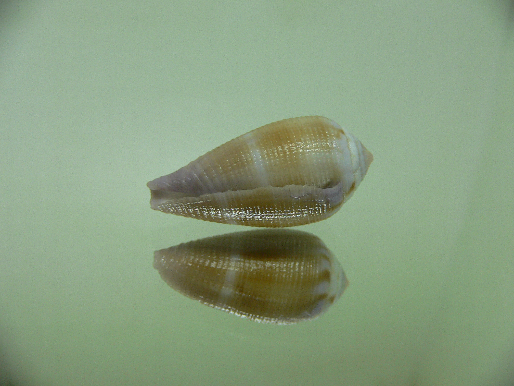 Conus tenuistriatus LILAC