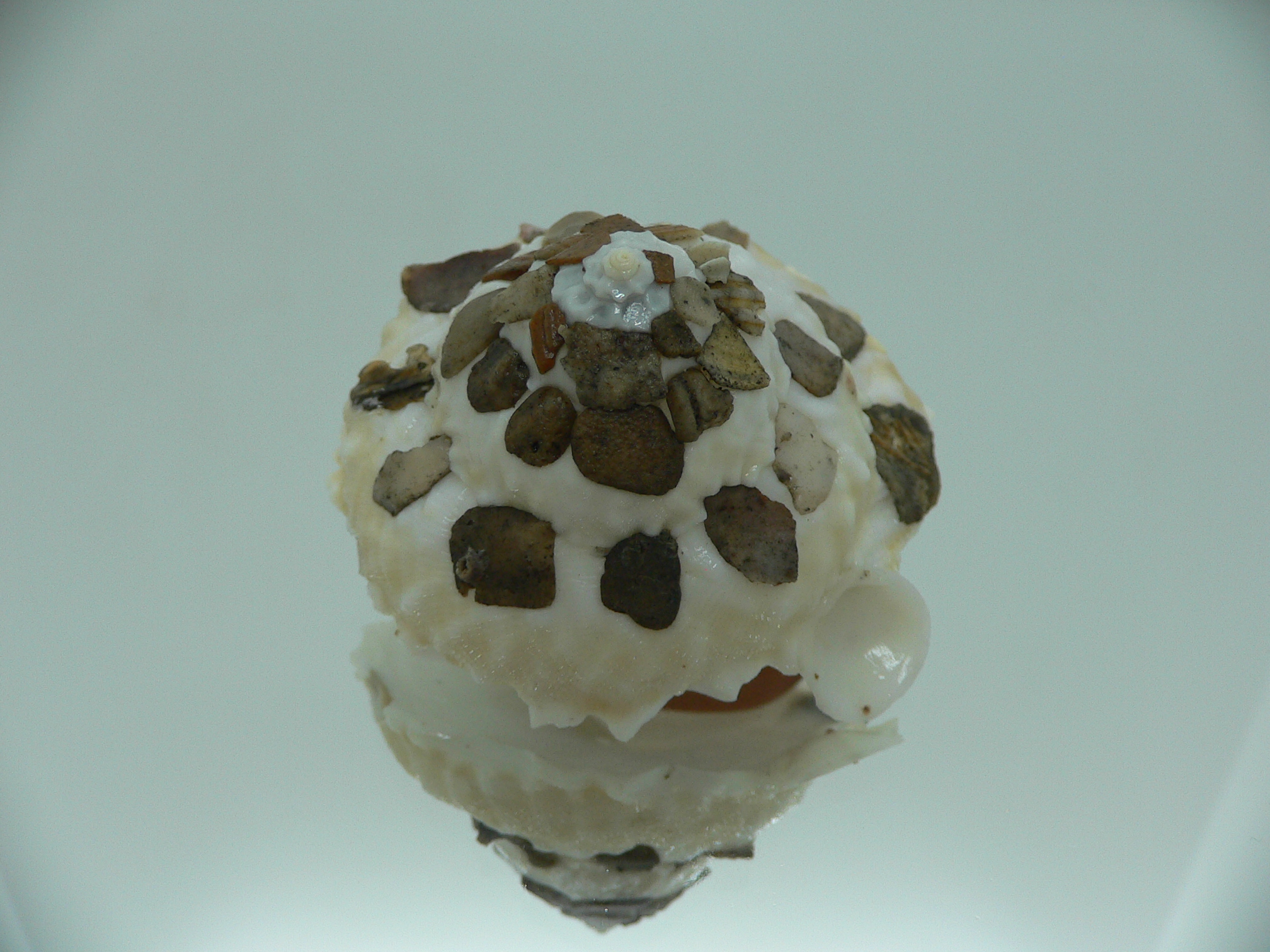 Xenophora tenuis BIG
